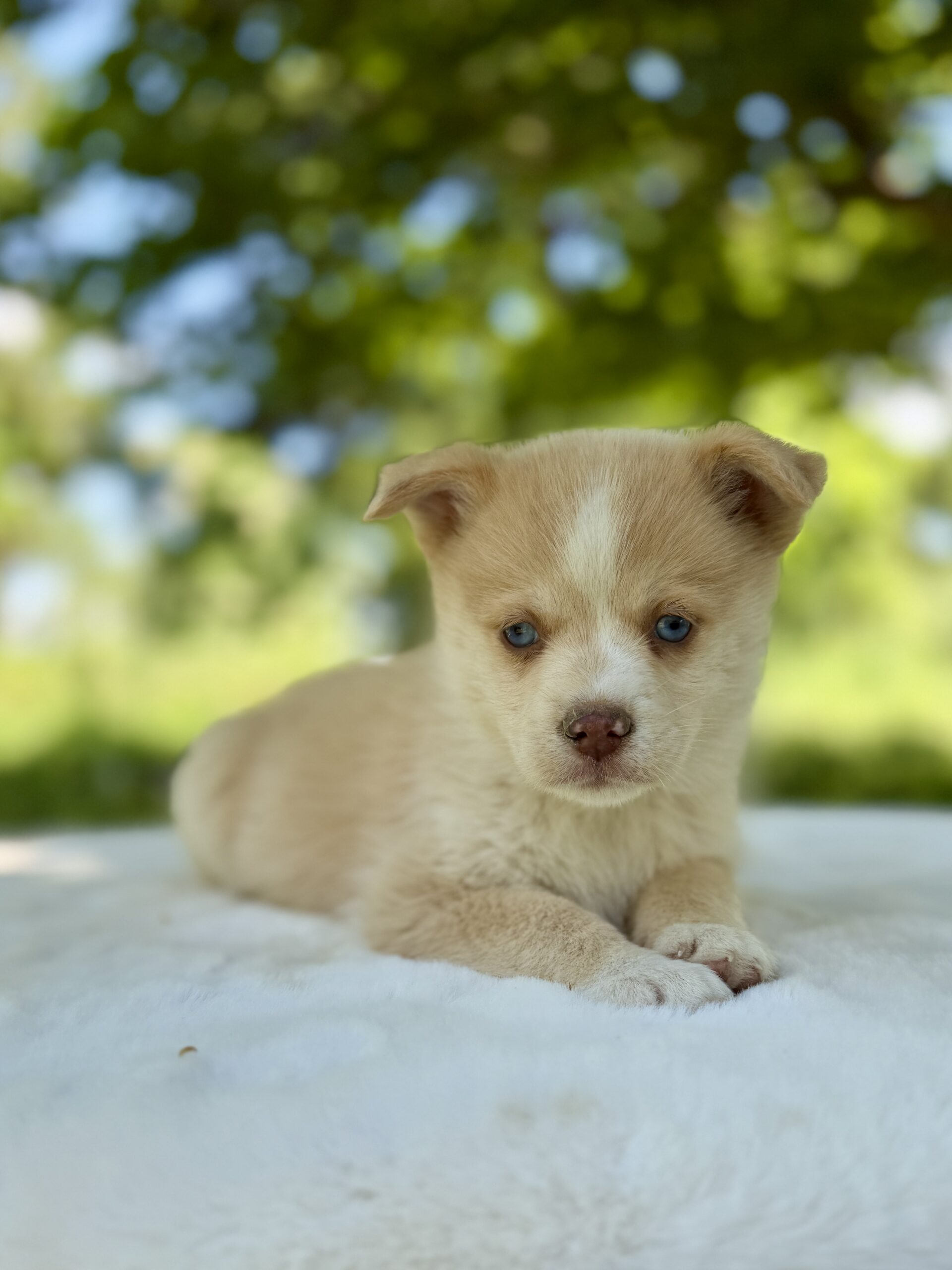 Elevage Deep Blue Eyes - Toulouse - Chiot Berger Américain Miniature Pomsky