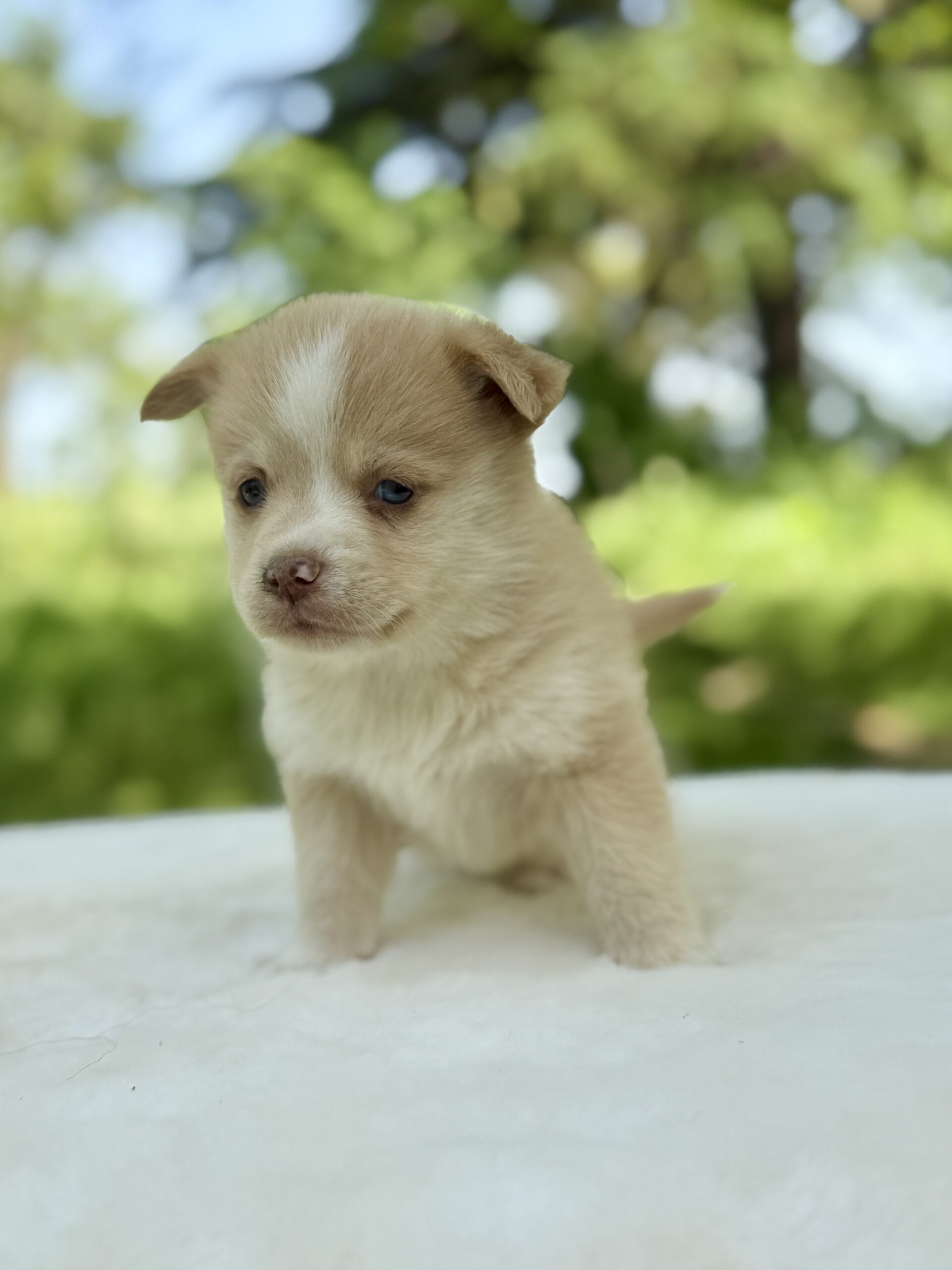 Elevage Deep Blue Eyes - Toulouse - Chiot Berger Américain Miniature Pomsky