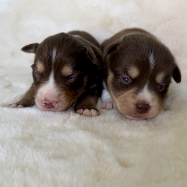 Elevage Deep Blue Eyes - Toulouse - Chiot Berger Américain Miniature Pomsky