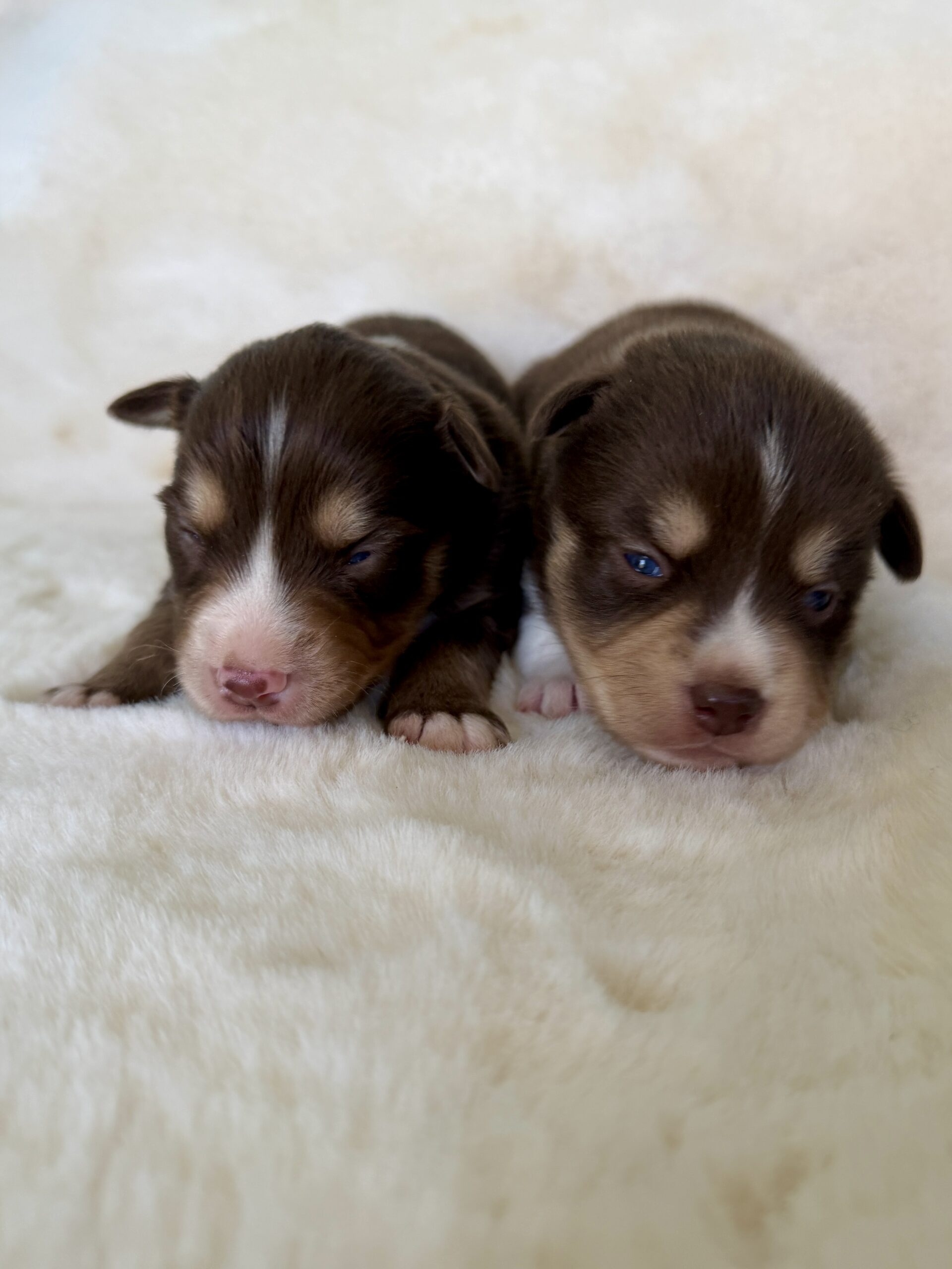 Elevage Deep Blue Eyes - Toulouse - Chiot Berger Américain Miniature Pomsky