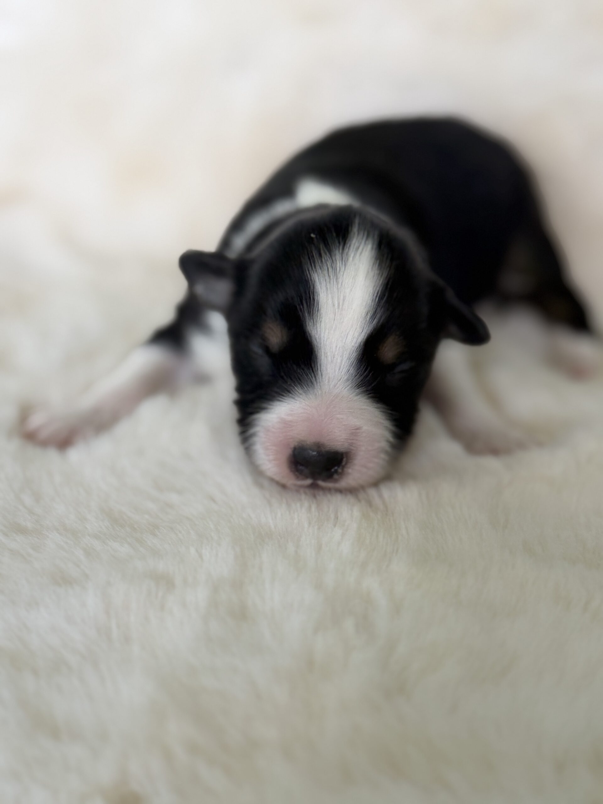 Elevage Deep Blue Eyes - Toulouse - Chiot Berger Américain Miniature Pomsky