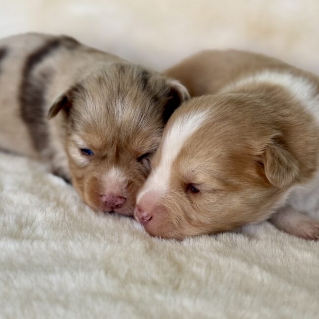 Elevage Deep Blue Eyes - Toulouse - Chiot Berger Américain Miniature Pomsky