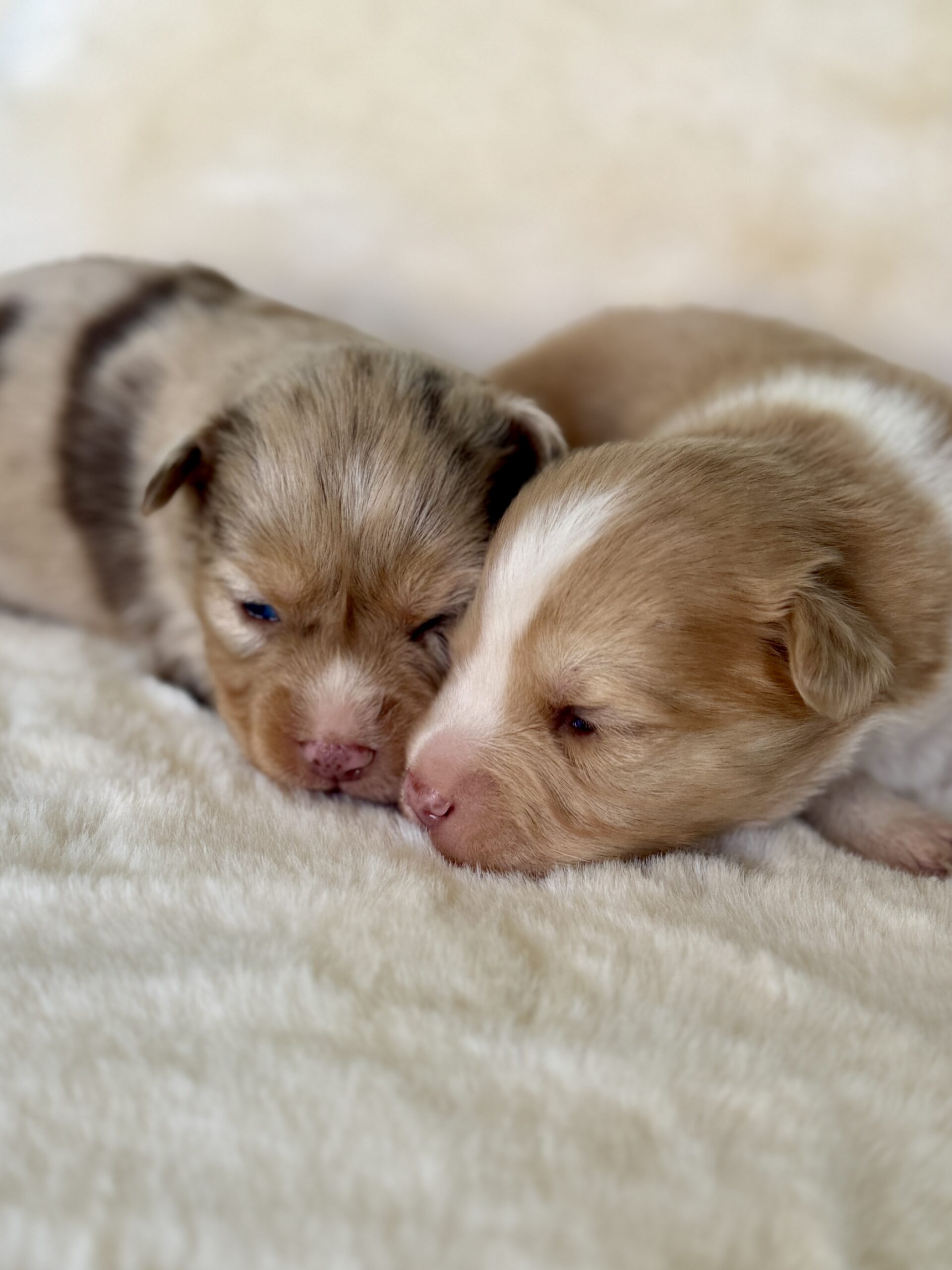 Elevage Deep Blue Eyes - Toulouse - Chiot Berger Américain Miniature Pomsky
