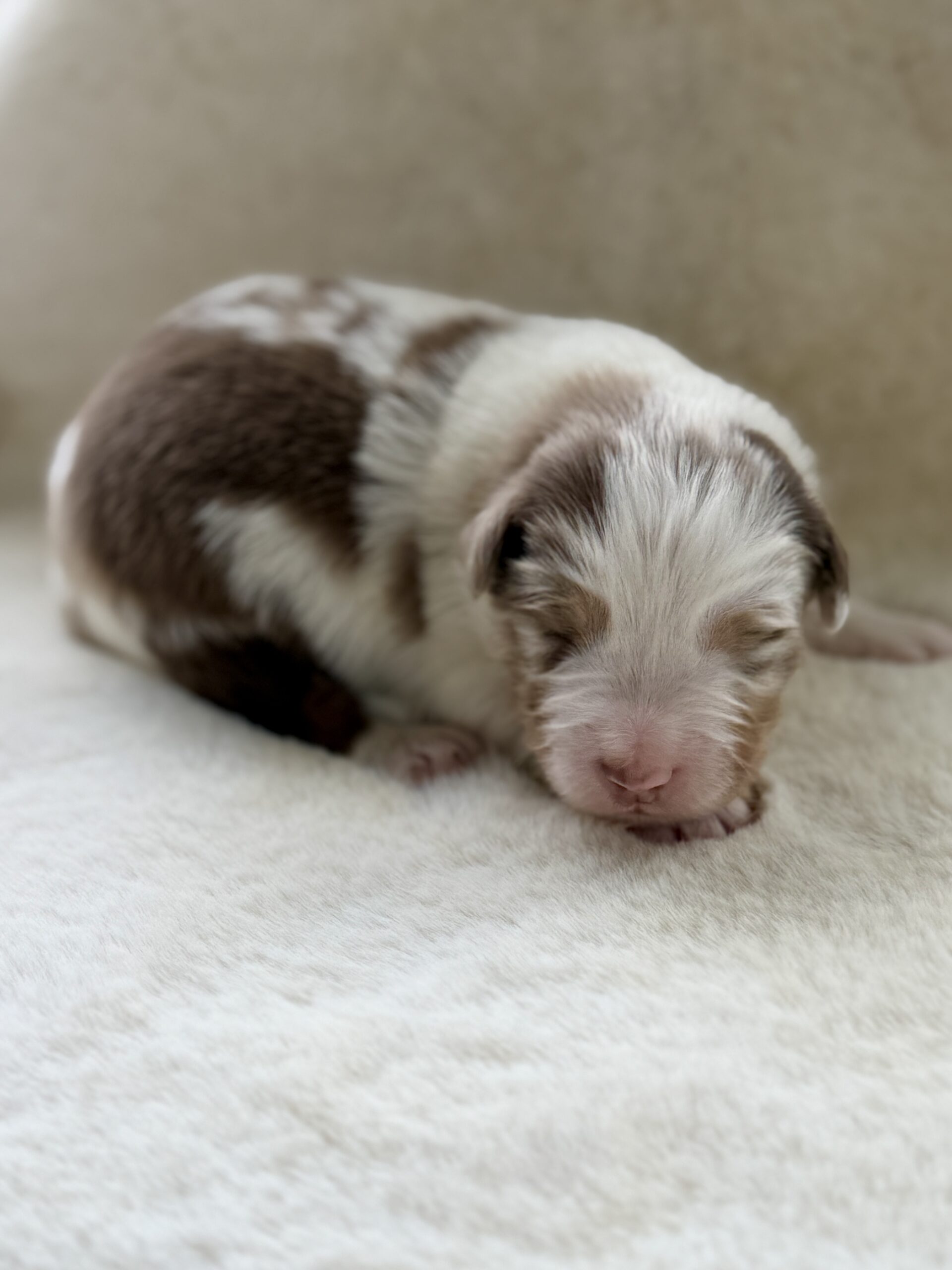 Elevage Deep Blue Eyes - Toulouse - Chiot Berger Américain Miniature Pomsky