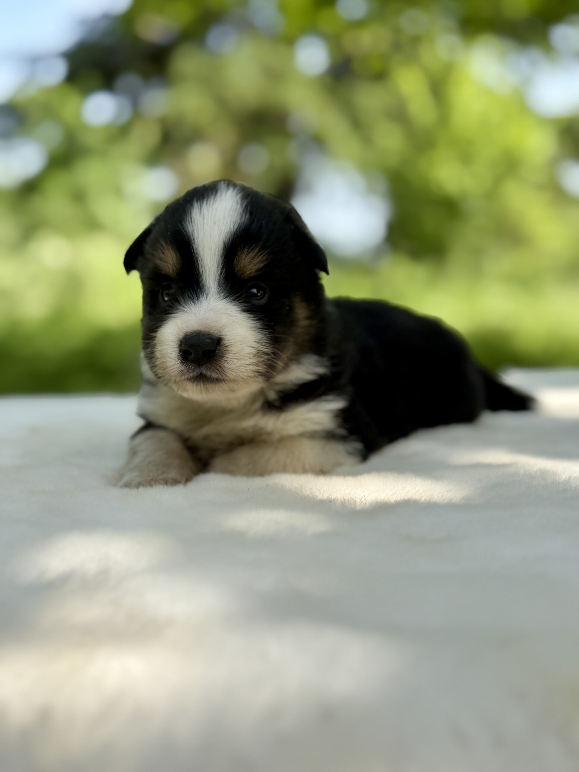 Elevage Deep Blue Eyes - Toulouse - Chiot Berger Américain Miniature Pomsky