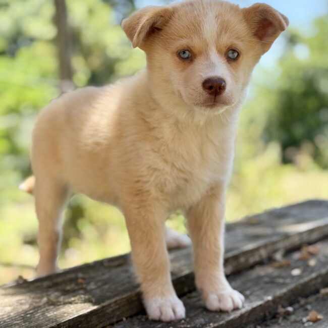Elevage Deep Blue Eyes - Toulouse - Chiot Berger Américain Miniature Pomsky