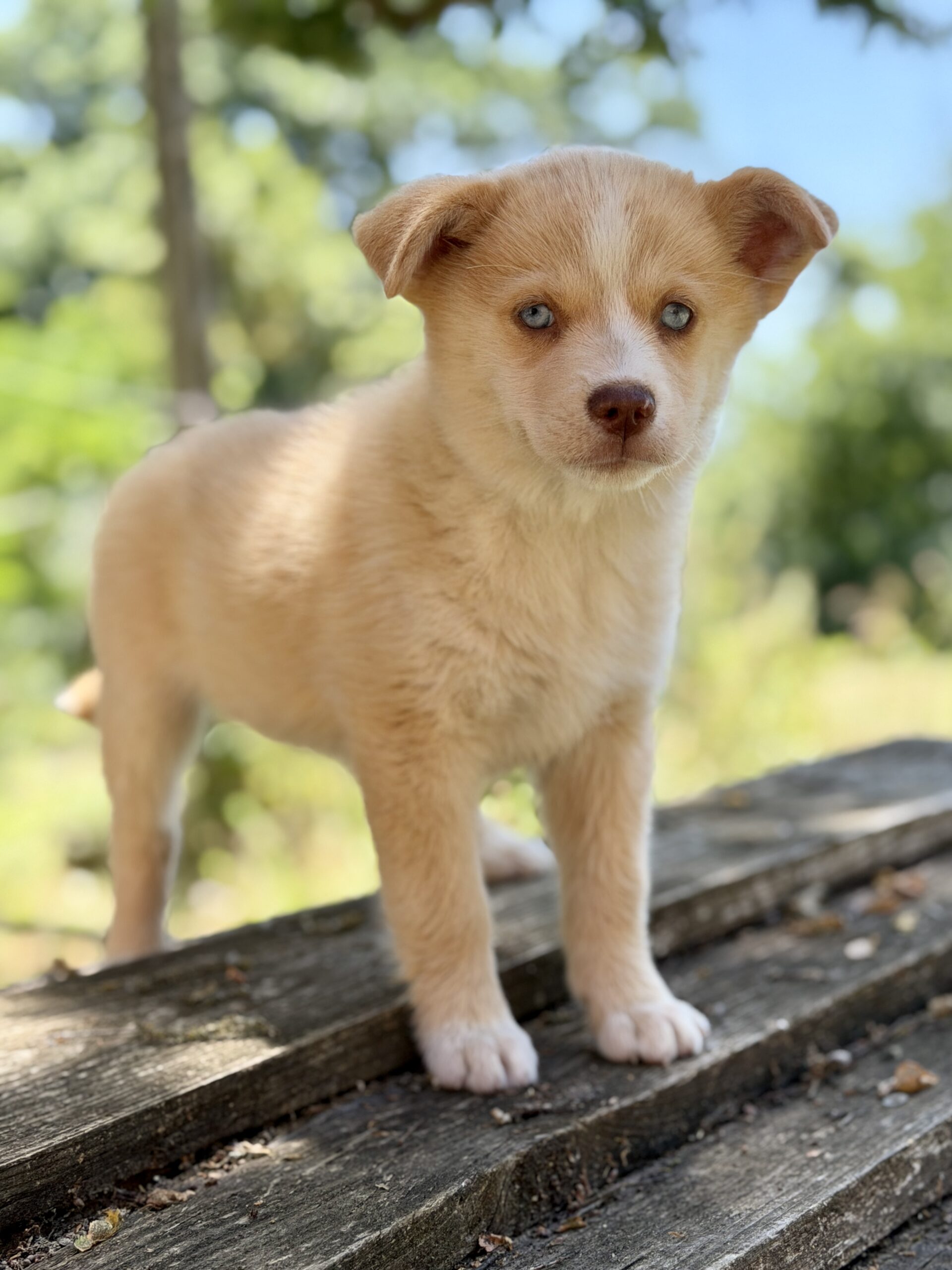 Elevage Deep Blue Eyes - Toulouse - Chiot Berger Américain Miniature Pomsky