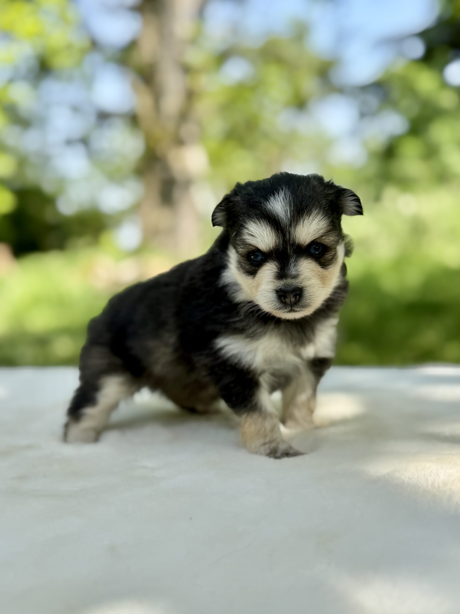 Elevage Deep Blue Eyes - Toulouse - Chiot Berger Américain Miniature Pomsky