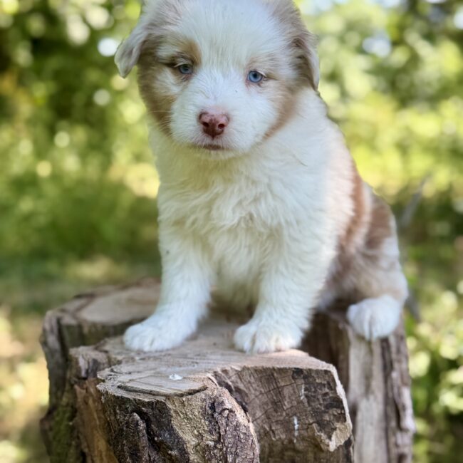 Elevage Deep Blue Eyes - Toulouse - Chiot Berger Américain Miniature Pomsky