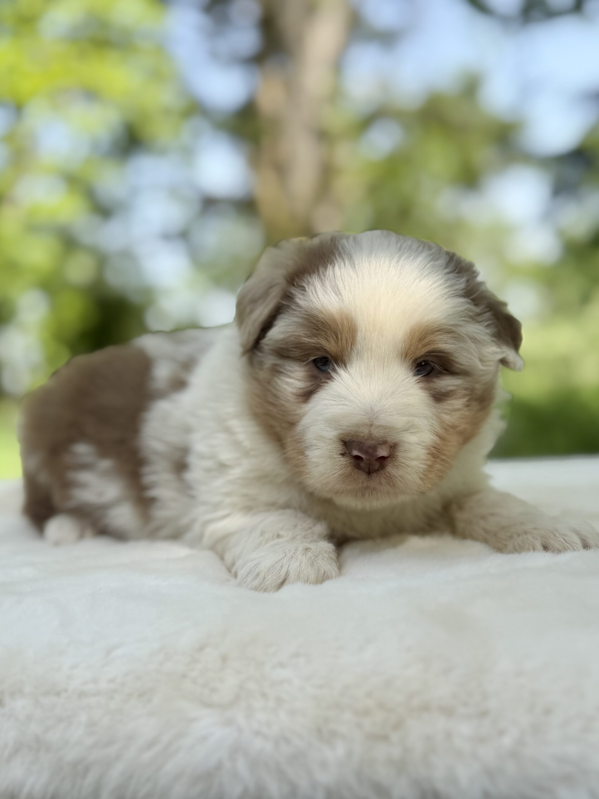 Elevage Deep Blue Eyes - Toulouse - Chiot Berger Américain Miniature Pomsky