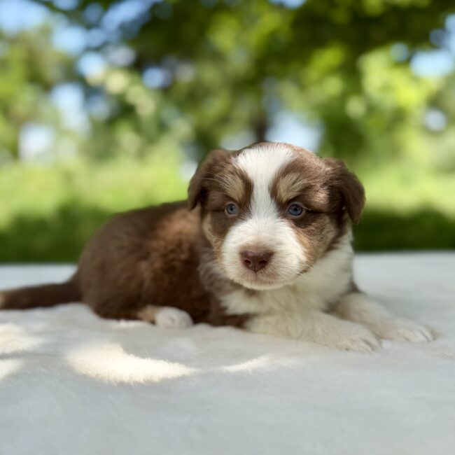 Elevage Deep Blue Eyes - Toulouse - Chiot Berger Américain Miniature Pomsky
