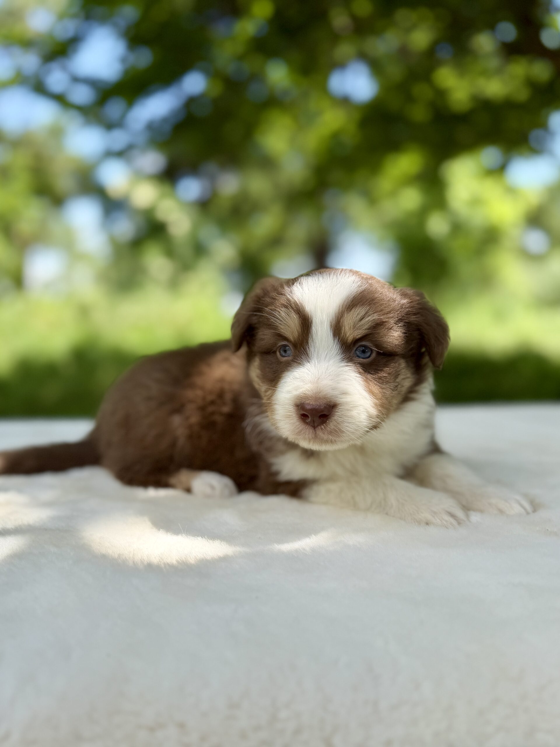 Elevage Deep Blue Eyes - Toulouse - Chiot Berger Américain Miniature Pomsky