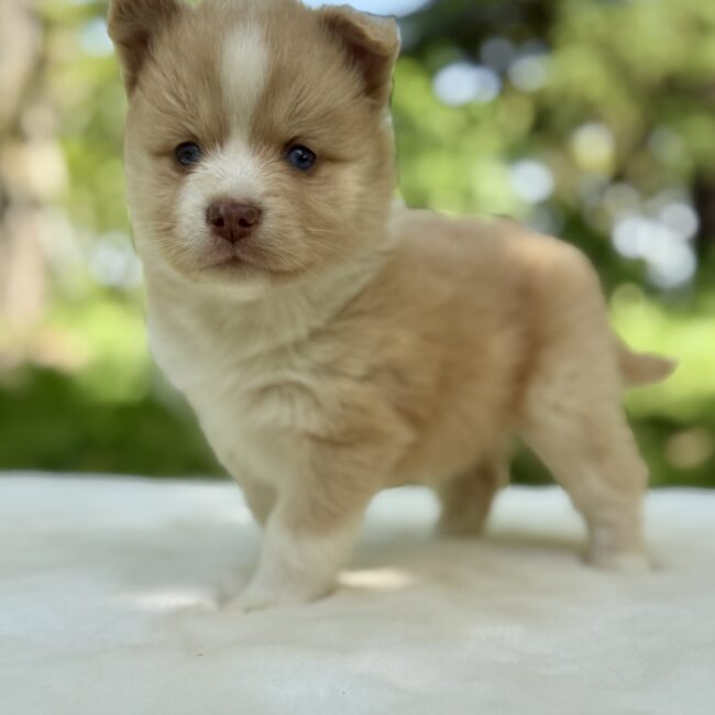 Elevage Deep Blue Eyes - Toulouse - Chiot Berger Américain Miniature Pomsky