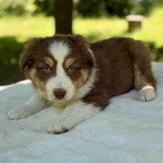 Elevage Deep Blue Eyes - Toulouse - Chiot Berger Américain Miniature Pomsky
