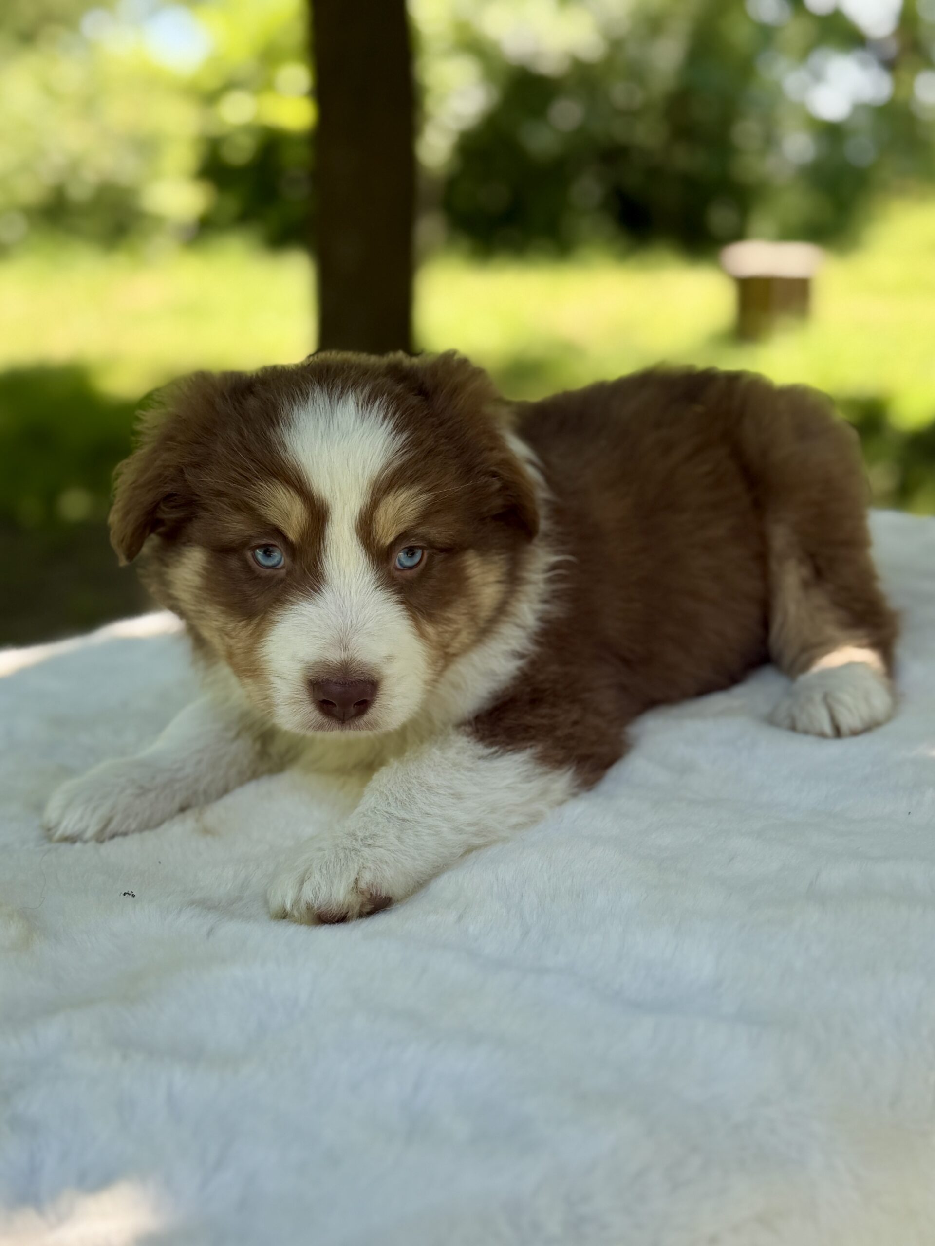 Elevage Deep Blue Eyes - Toulouse - Chiot Berger Américain Miniature Pomsky