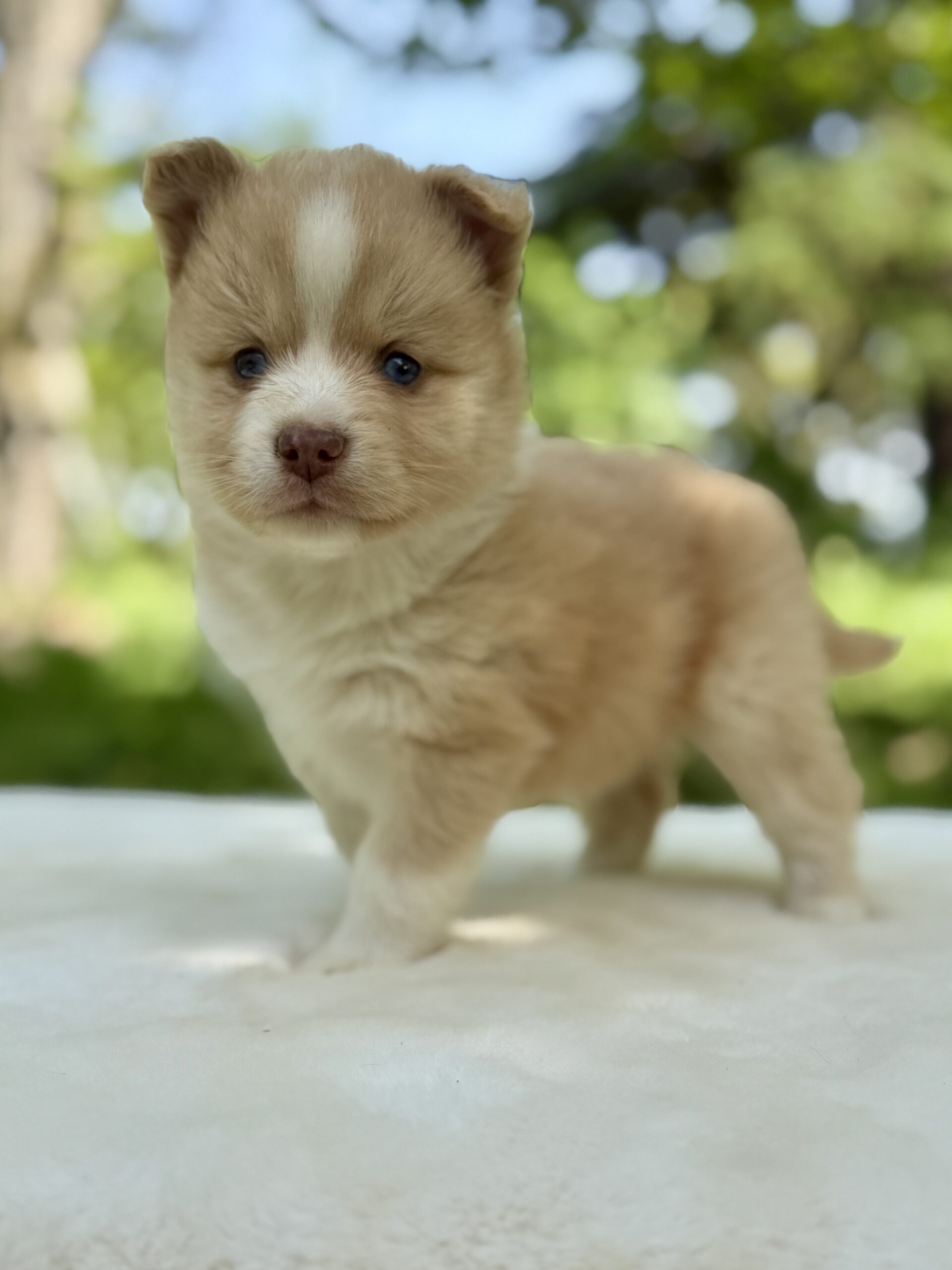Elevage Deep Blue Eyes - Toulouse - Chiot Berger Américain Miniature Pomsky