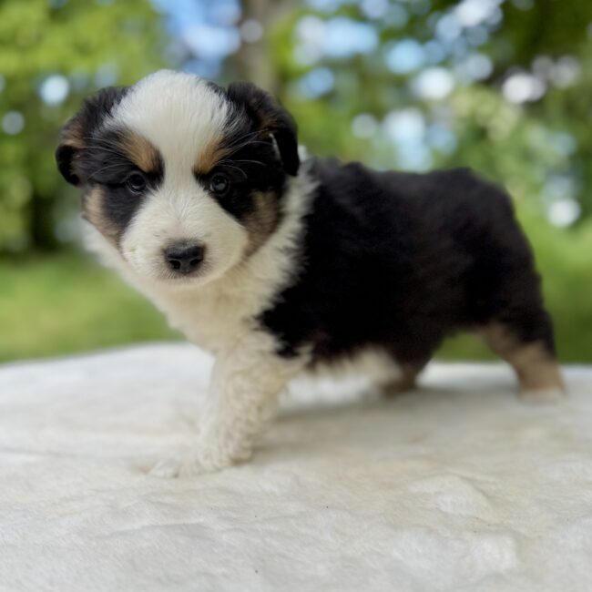 Elevage Deep Blue Eyes - Toulouse - Chiot Berger Américain Miniature Pomsky
