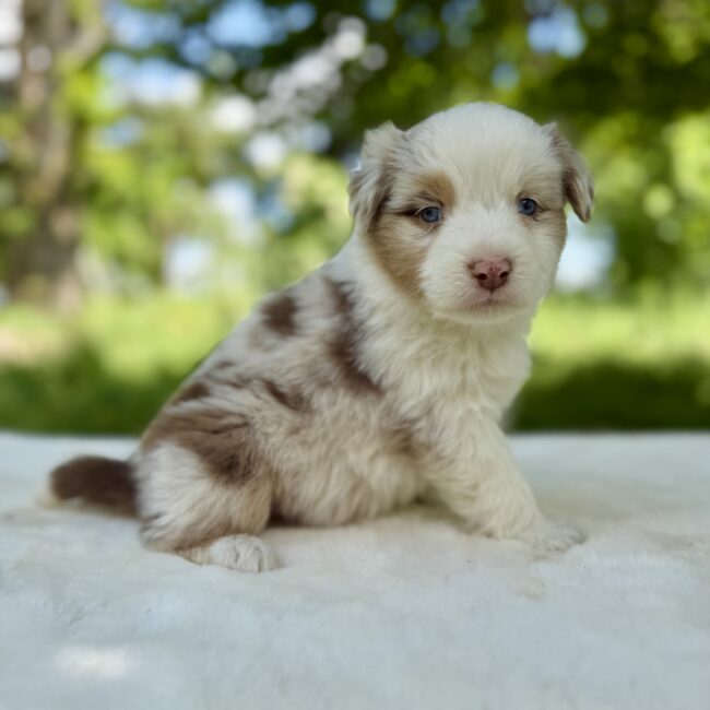 Elevage Deep Blue Eyes - Toulouse - Chiot Berger Américain Miniature Pomsky