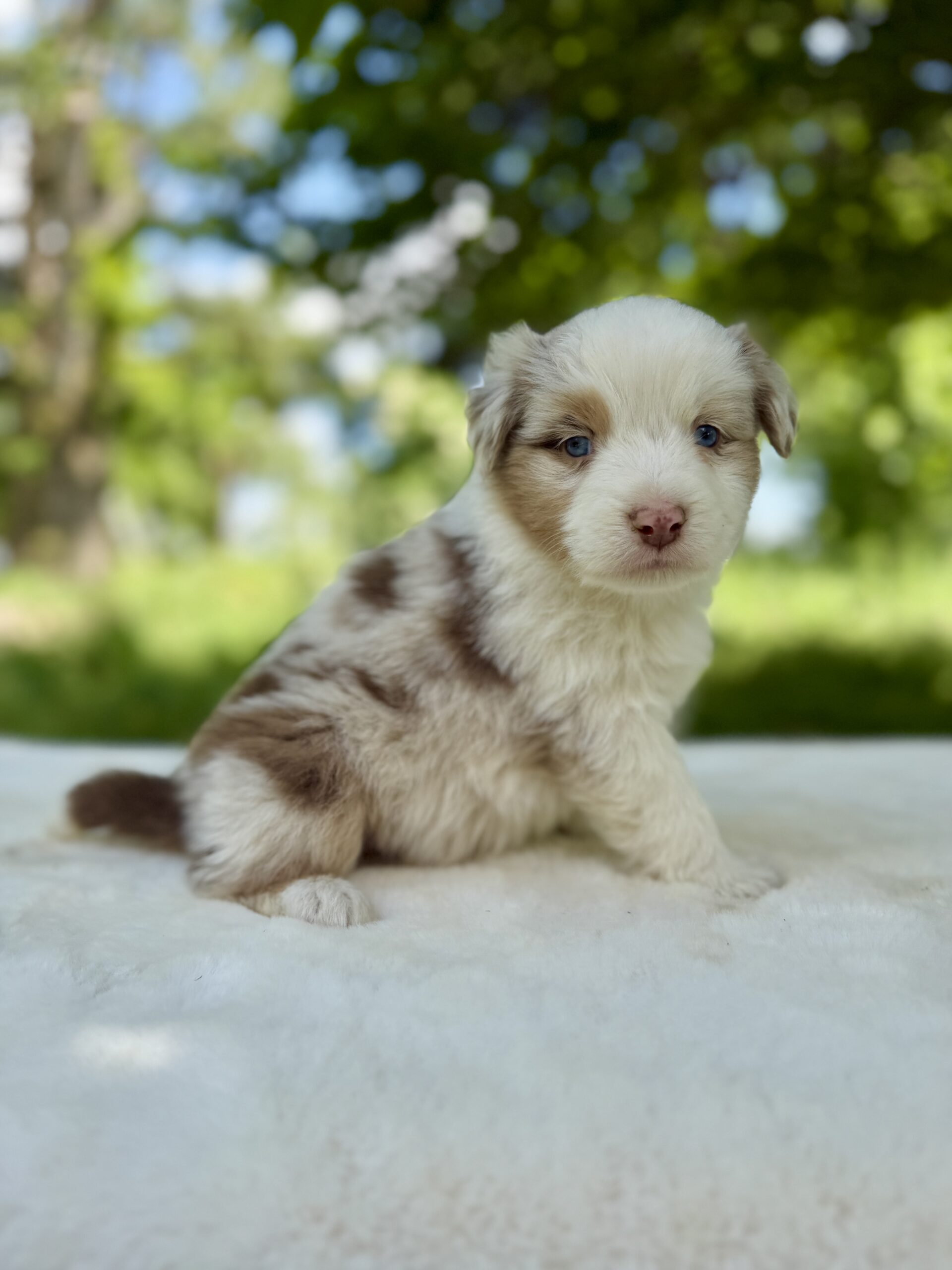 Elevage Deep Blue Eyes - Toulouse - Chiot Berger Américain Miniature Pomsky