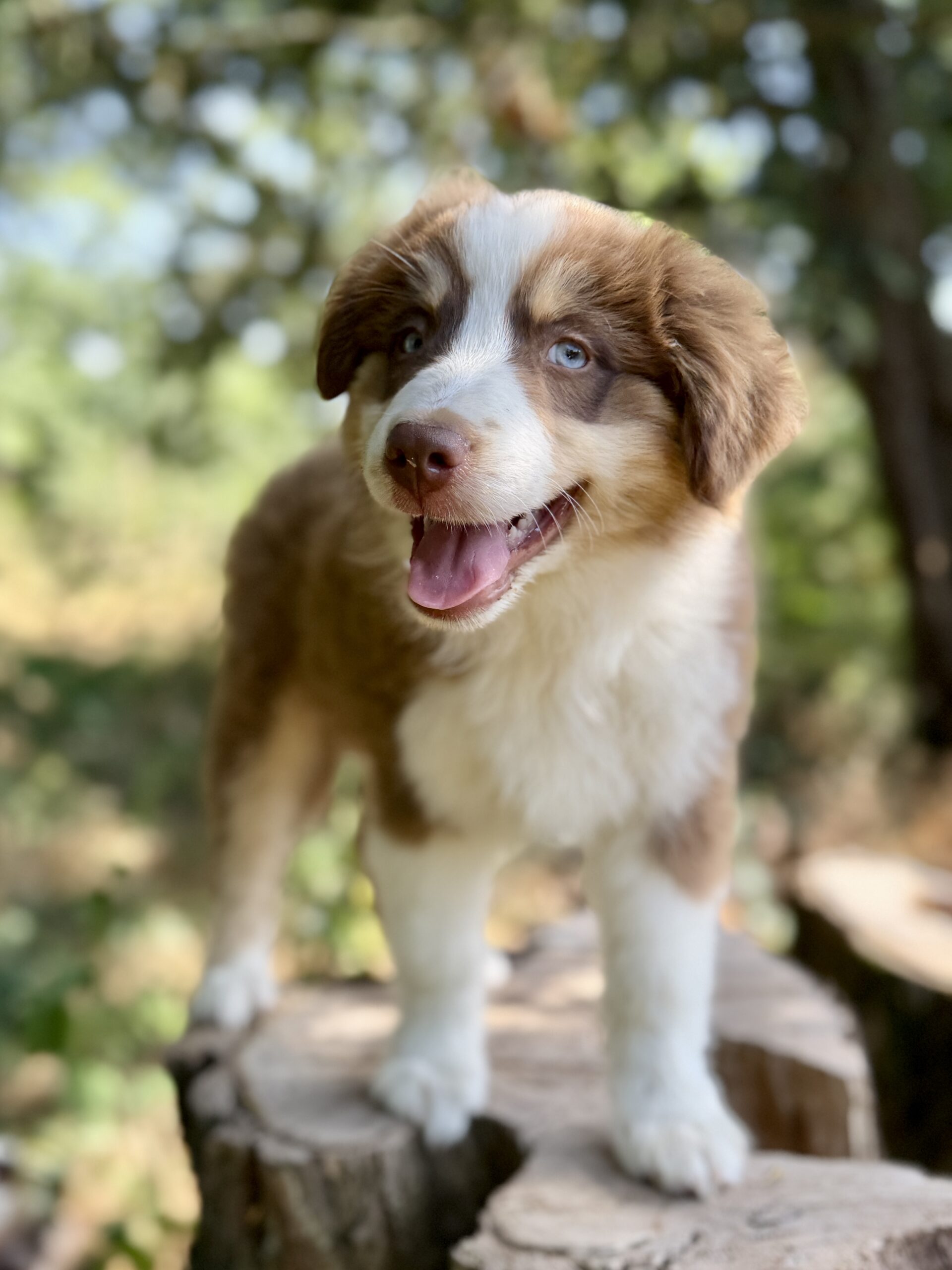 Elevage Deep Blue Eyes - Toulouse - Chiot Berger Américain Miniature Pomsky