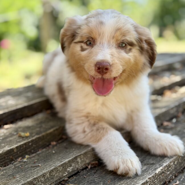 Elevage Deep Blue Eyes - Toulouse - Chiot Berger Américain Miniature Pomsky