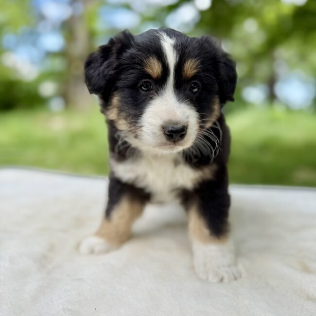 Elevage Deep Blue Eyes - Toulouse - Chiot Berger Américain Miniature Pomsky