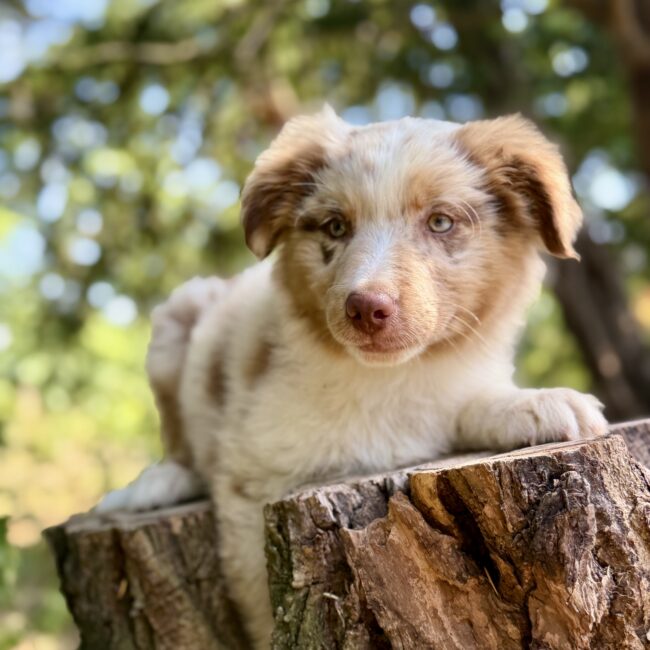 Elevage Deep Blue Eyes - Toulouse - Chiot Berger Américain Miniature Pomsky