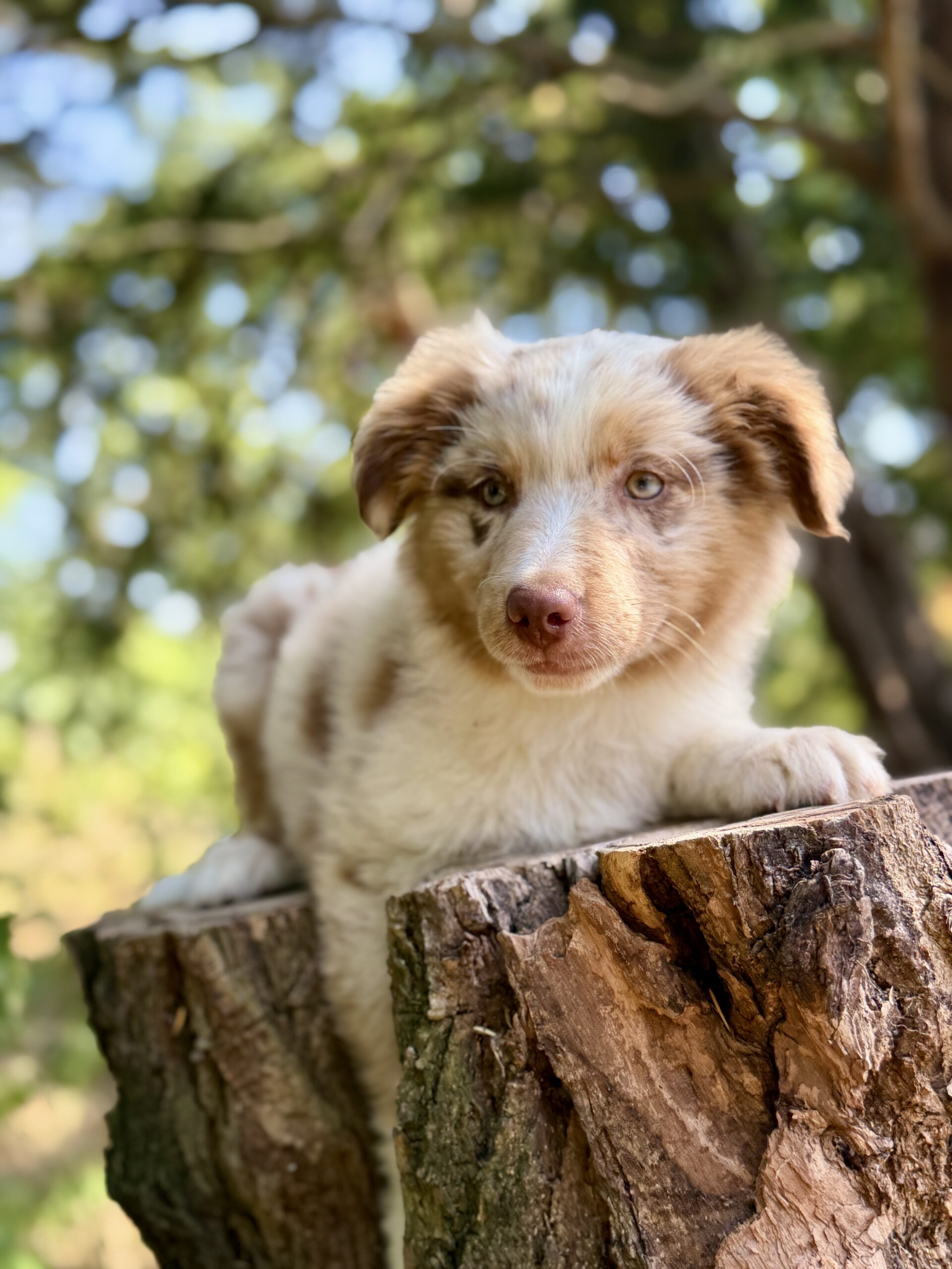 Elevage Deep Blue Eyes - Toulouse - Chiot Berger Américain Miniature Pomsky