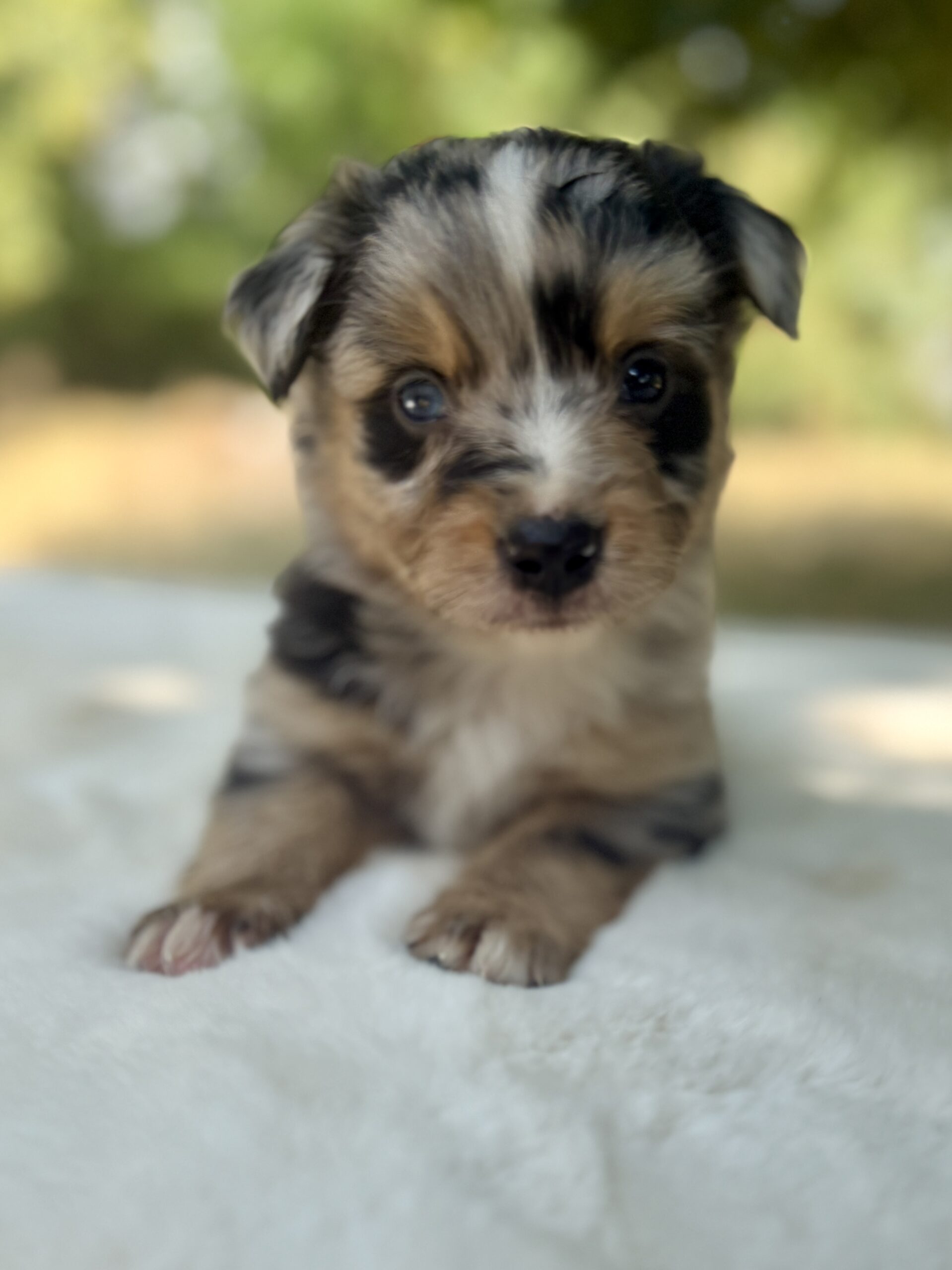 Elevage Deep Blue Eyes - Toulouse - Chiot Berger Américain Miniature Pomsky