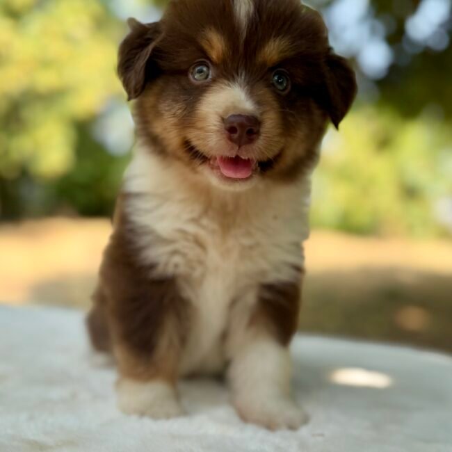 Elevage Deep Blue Eyes - Toulouse - Chiot Berger Américain Miniature Pomsky