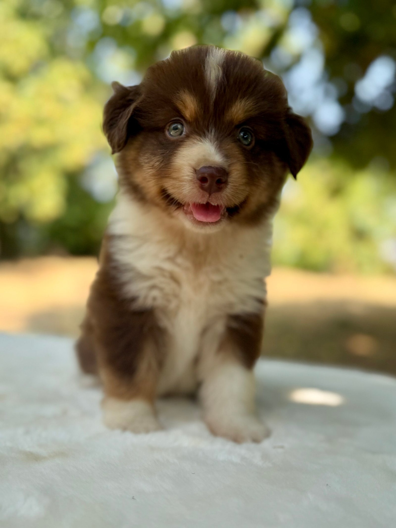 Elevage Deep Blue Eyes - Toulouse - Chiot Berger Américain Miniature Pomsky
