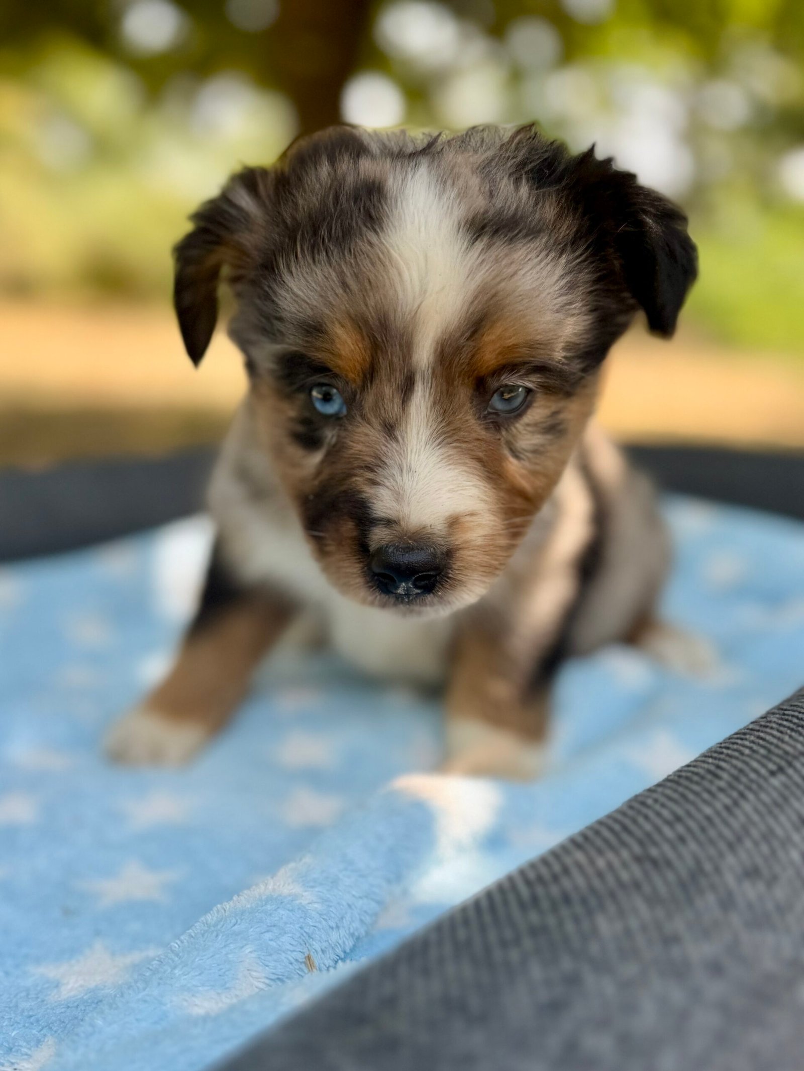 Elevage Deep Blue Eyes - Toulouse - Chiot Berger Américain Miniature Pomsky