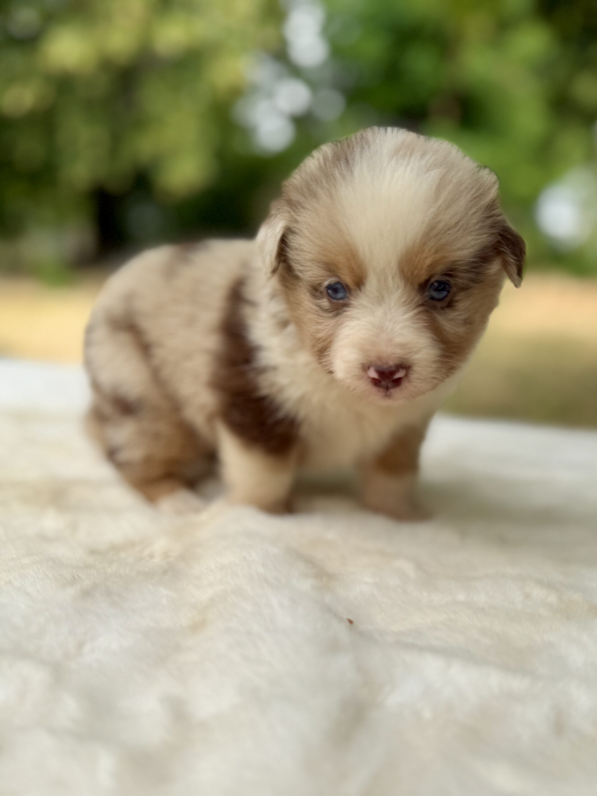 Elevage Deep Blue Eyes - Toulouse - Chiot Berger Américain Miniature Pomsky