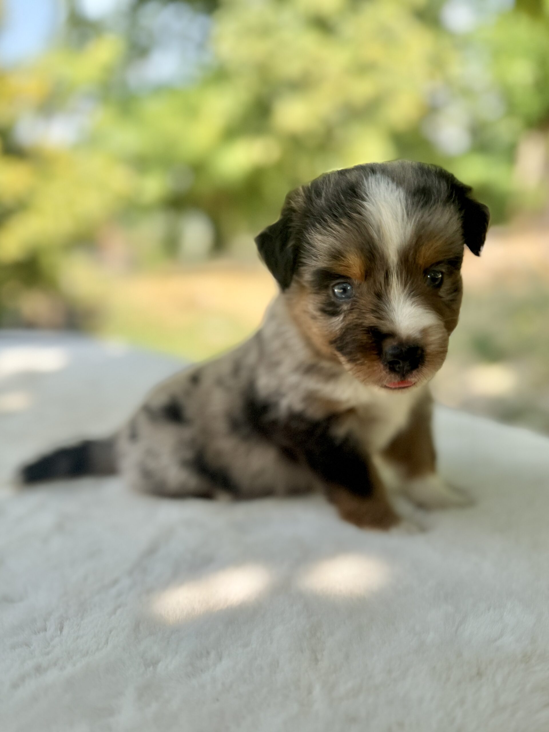 Elevage Deep Blue Eyes - Toulouse - Chiot Berger Américain Miniature Pomsky