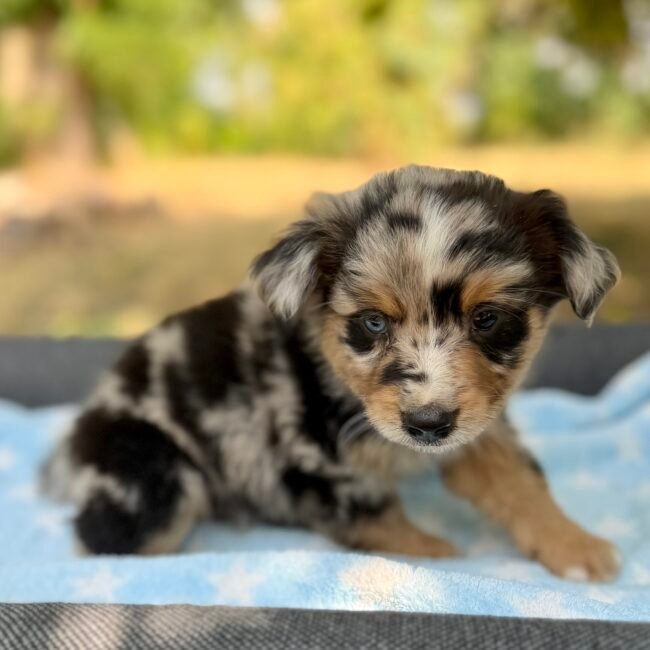 Chiot Bleu merle yeux vairons