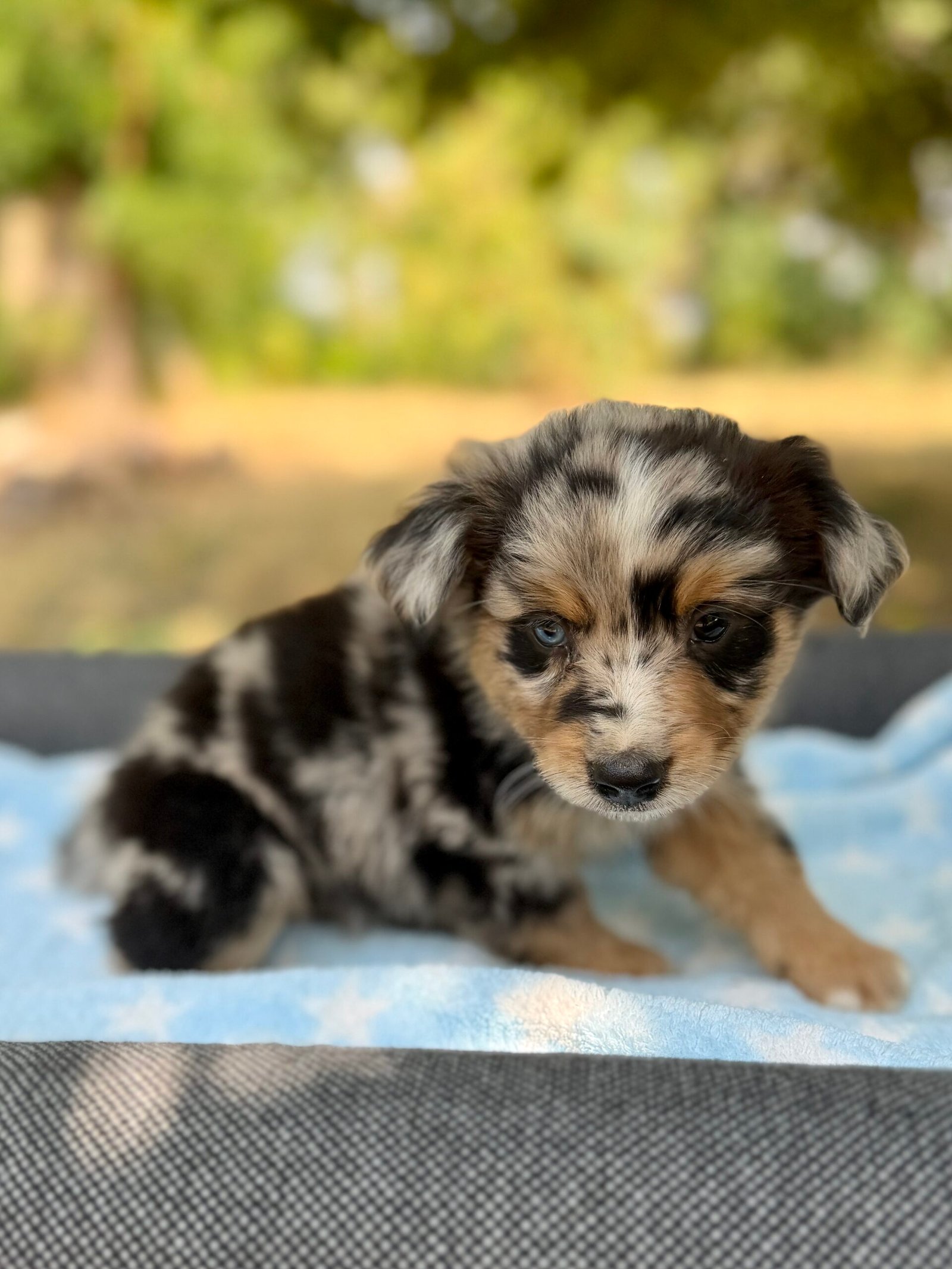 Chiot Bleu merle yeux vairons