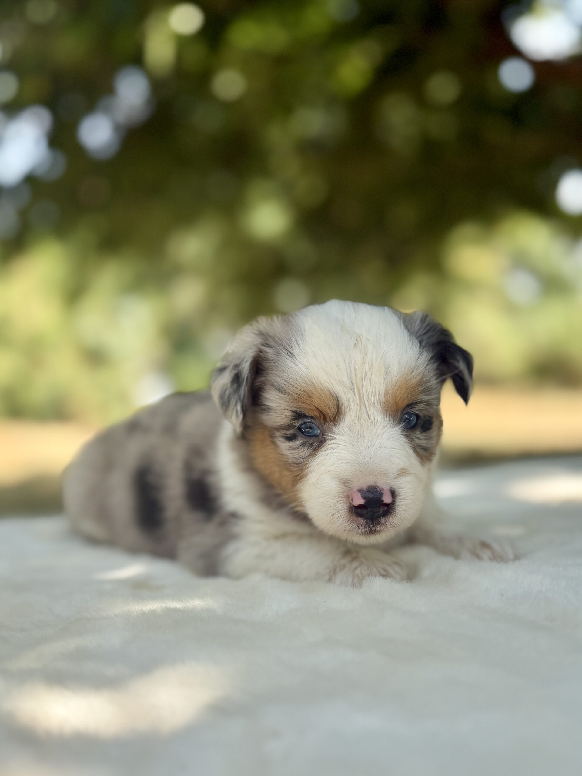 Elevage Deep Blue Eyes - Toulouse - Chiot Berger Américain Miniature Pomsky
