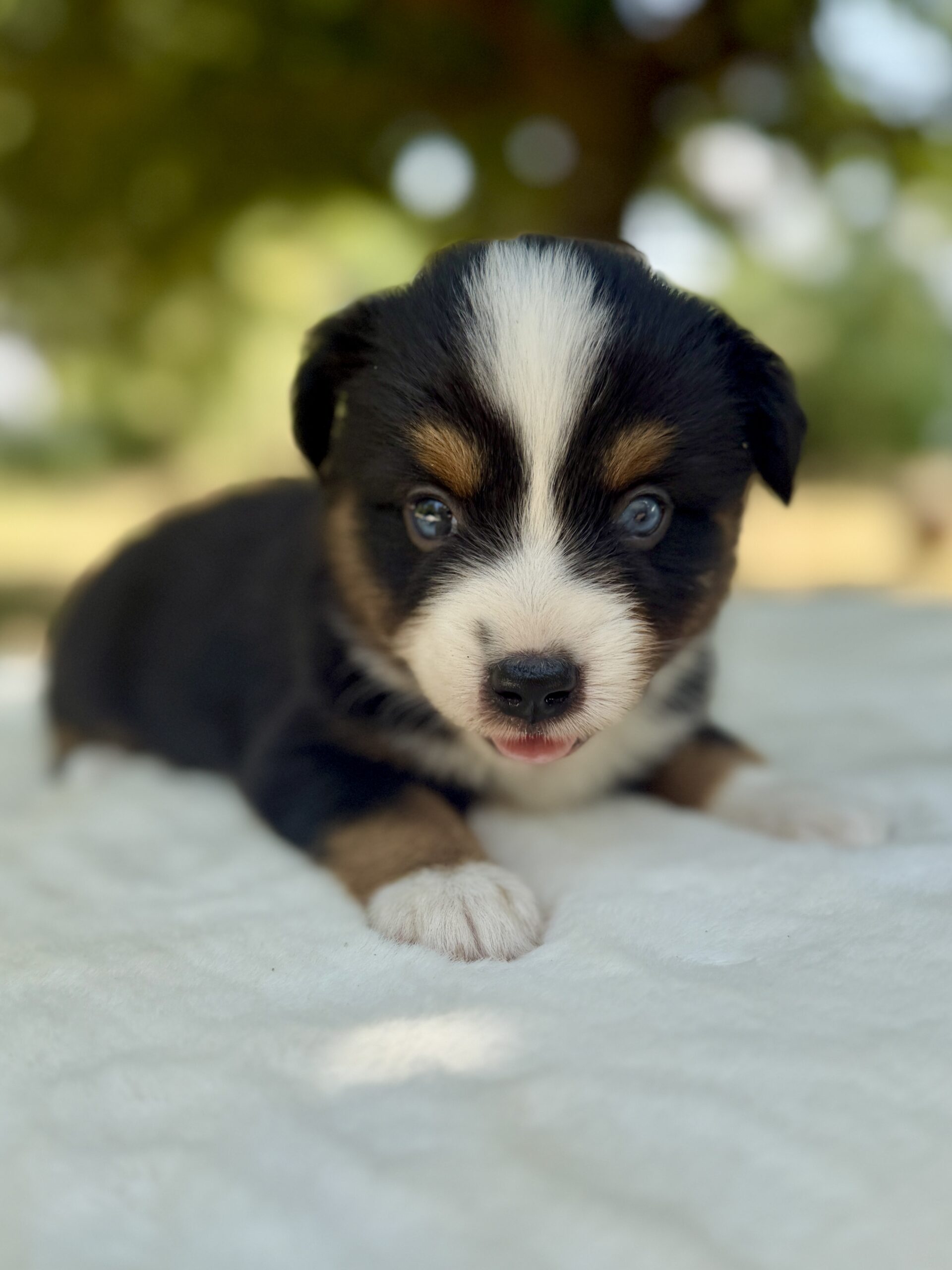 Elevage Deep Blue Eyes - Toulouse - Chiot Berger Américain Miniature Pomsky