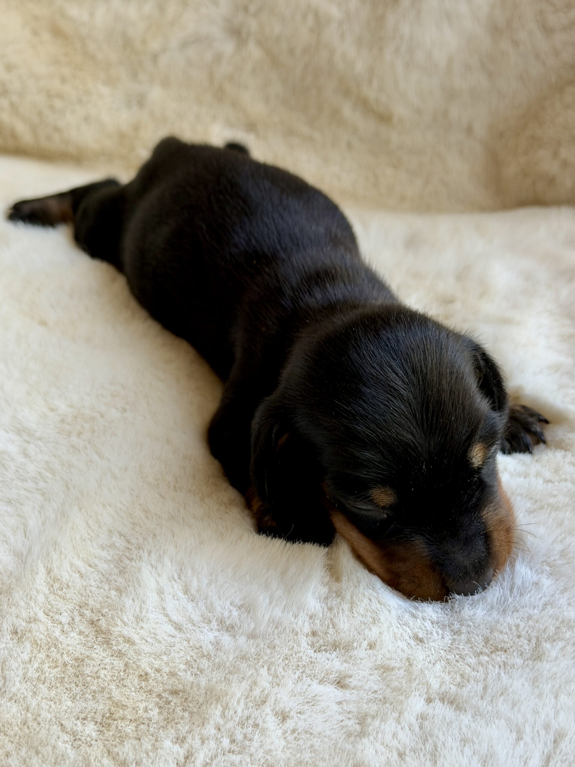 Elevage Deep Blue Eyes - Toulouse - Chiot Berger Américain Miniature Teckel
