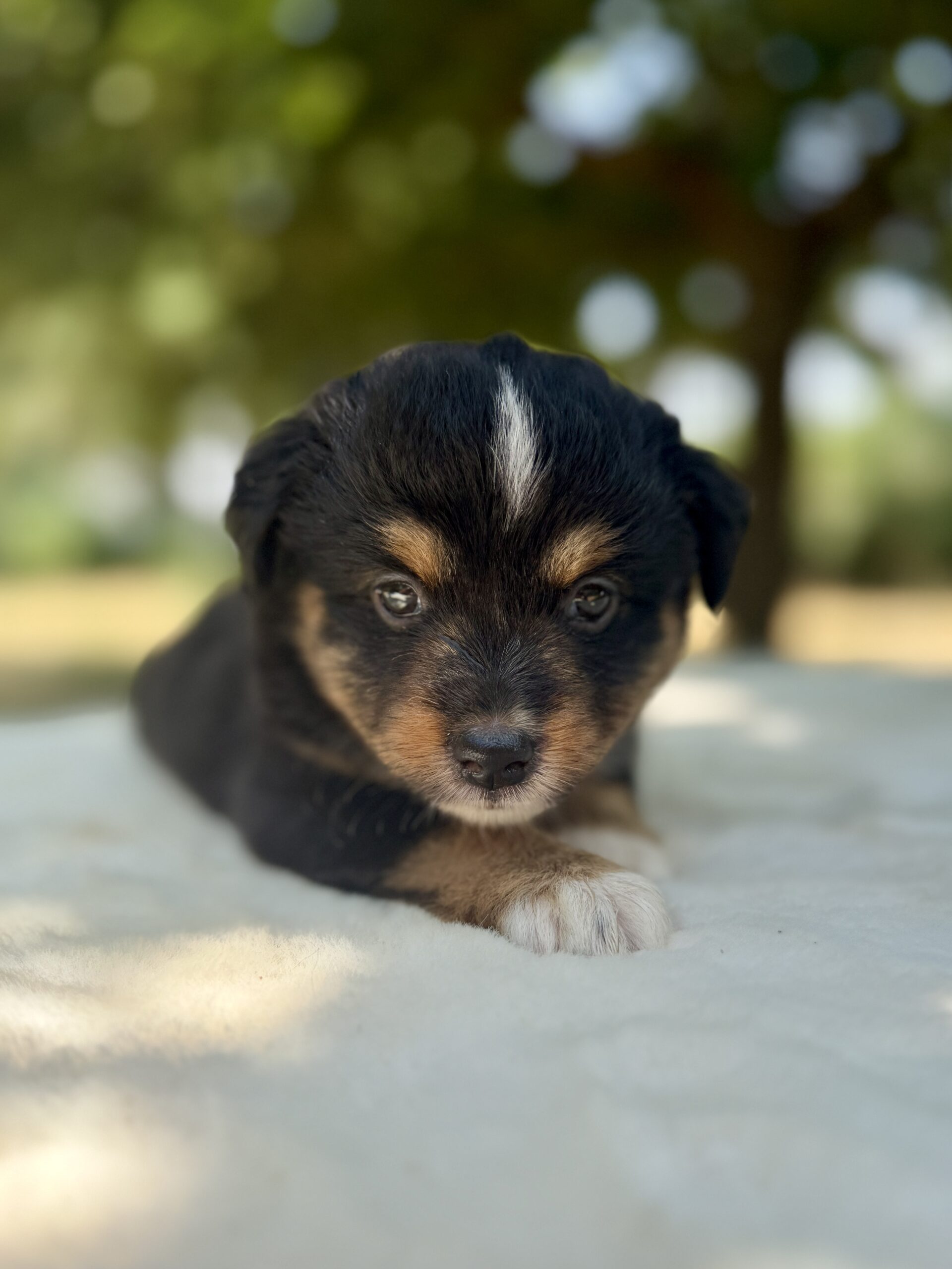 Elevage Deep Blue Eyes - Toulouse - Chiot Berger Américain Miniature Pomsky