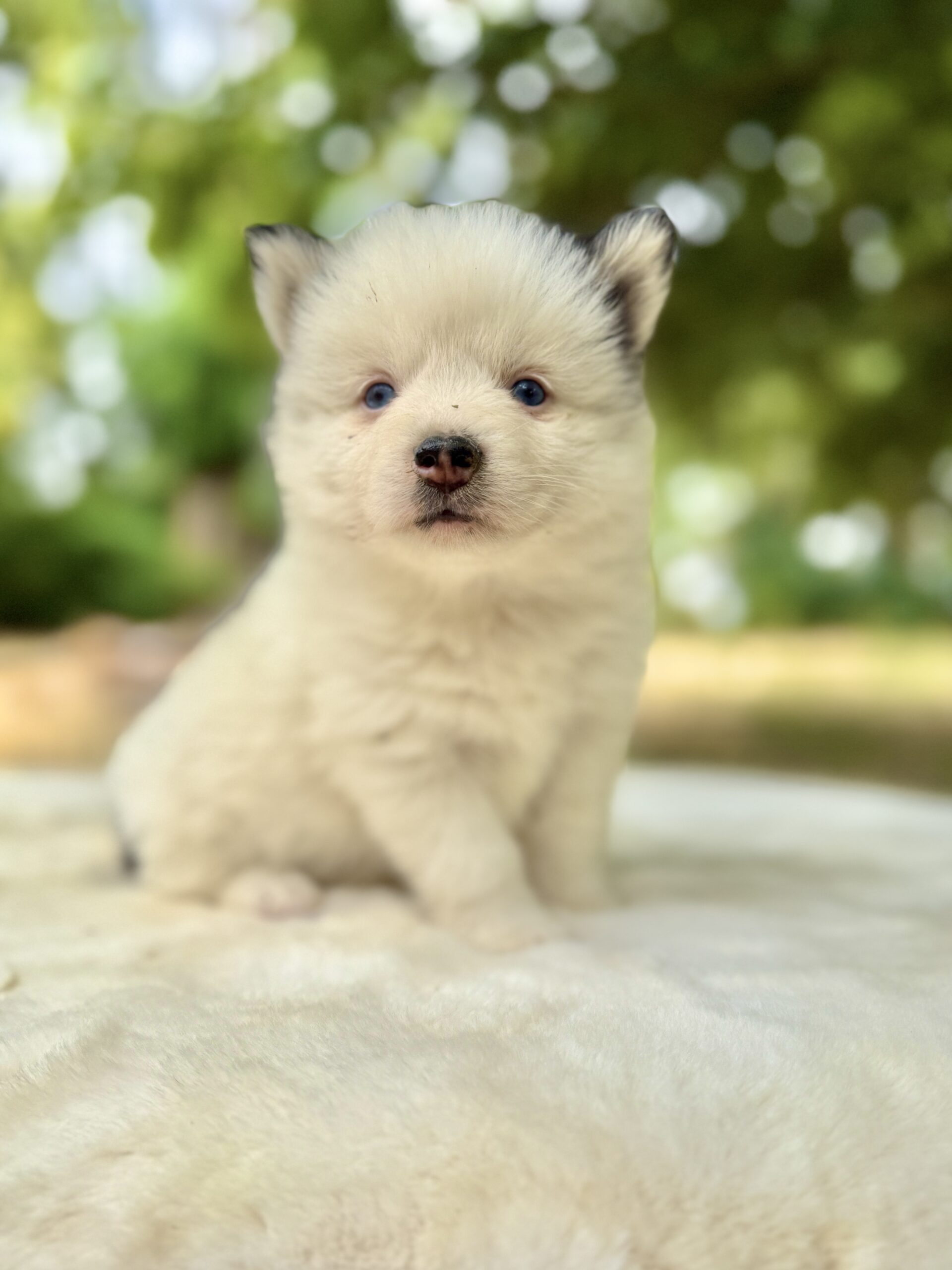Elevage Deep Blue Eyes - Toulouse - Chiot Berger Américain Miniature Pomsky