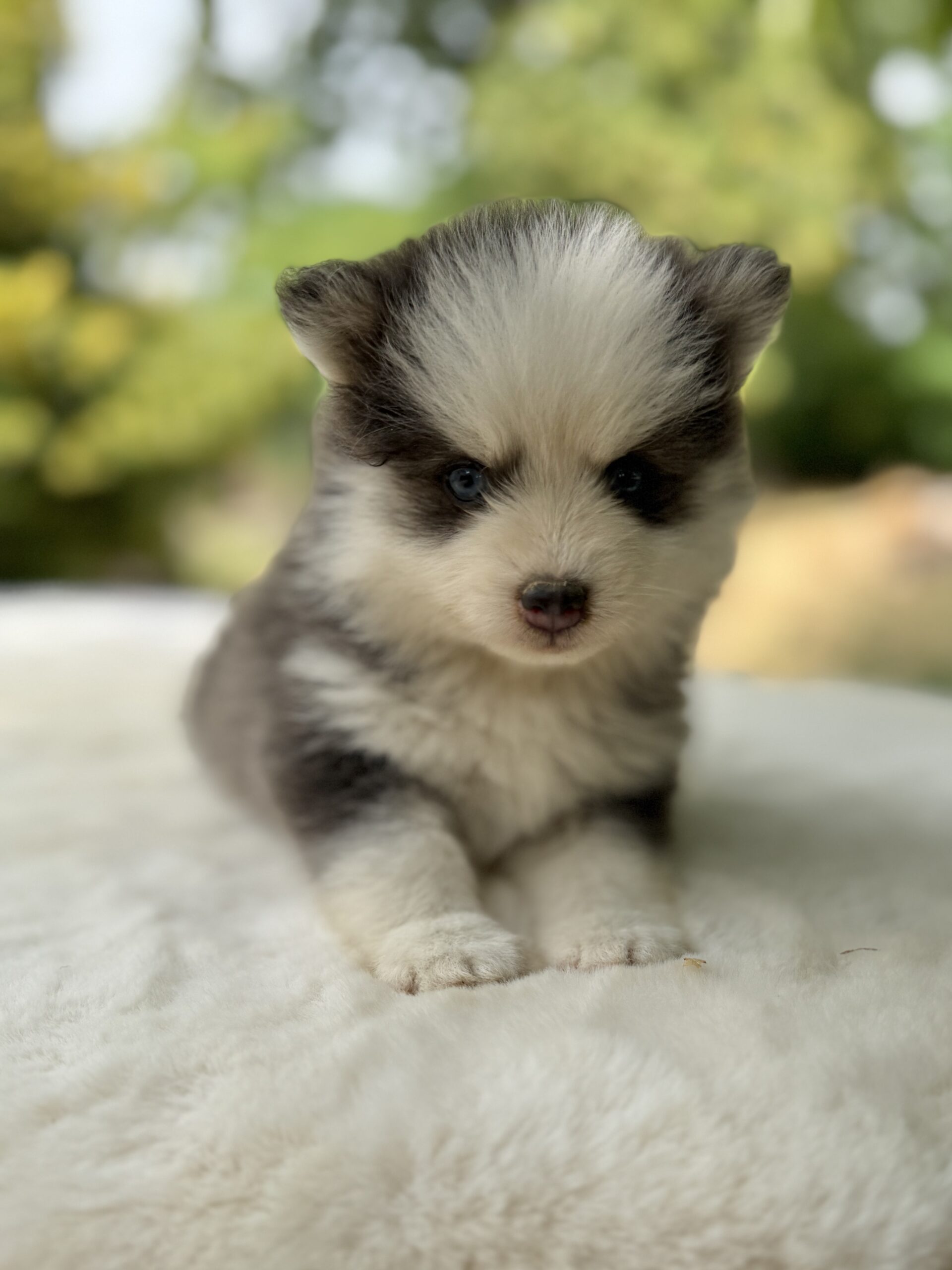 Elevage Deep Blue Eyes - Toulouse - Chiot Berger Américain Miniature Pomsky