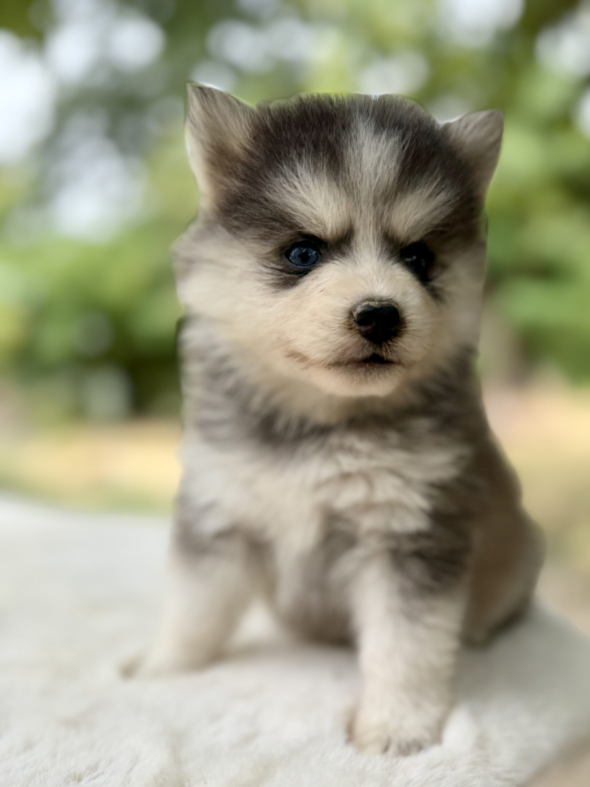 Elevage Deep Blue Eyes - Toulouse - Chiot Berger Américain Miniature Pomsky