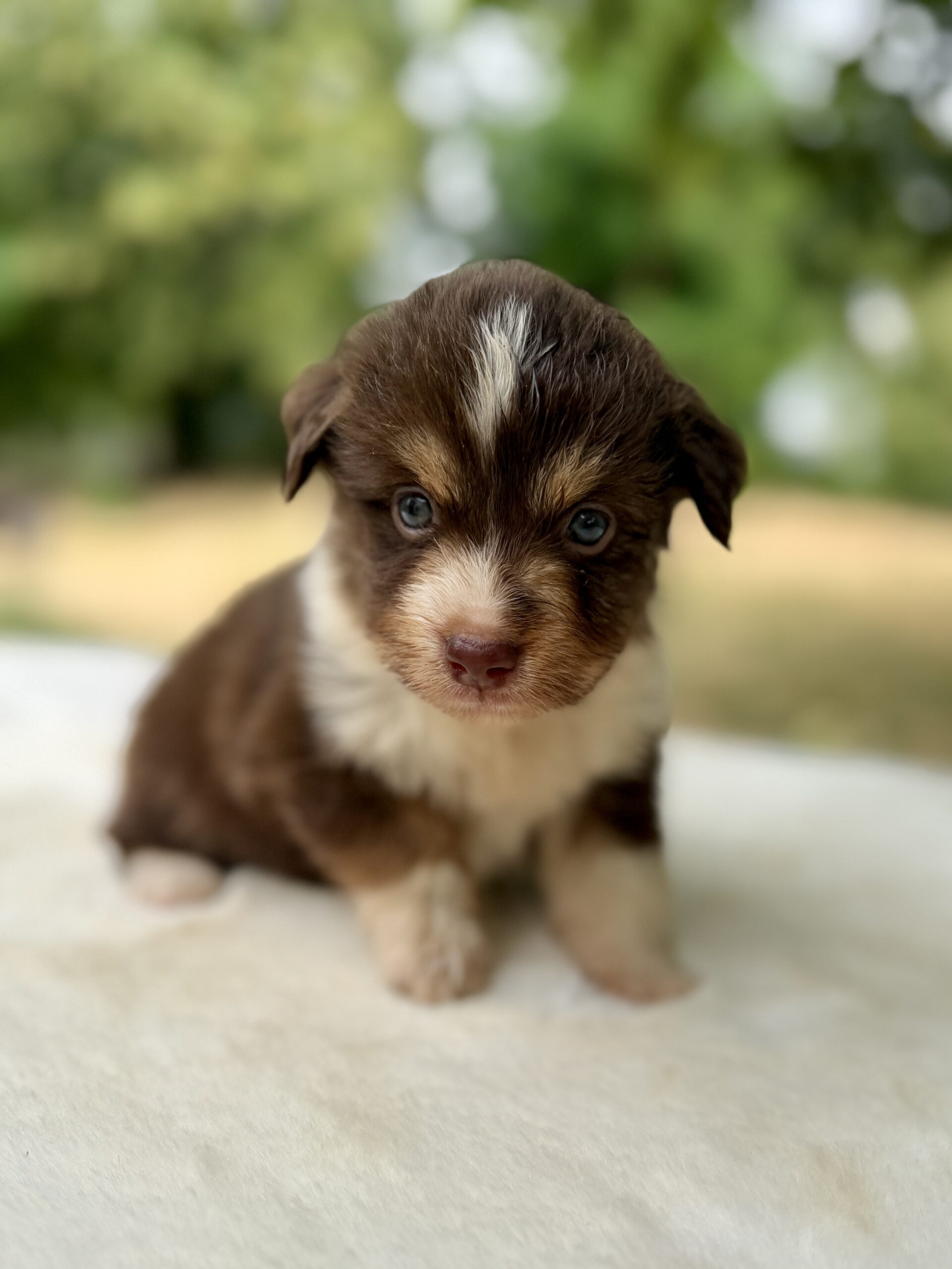 Elevage Deep Blue Eyes - Toulouse - Chiot Berger Américain Miniature Pomsky
