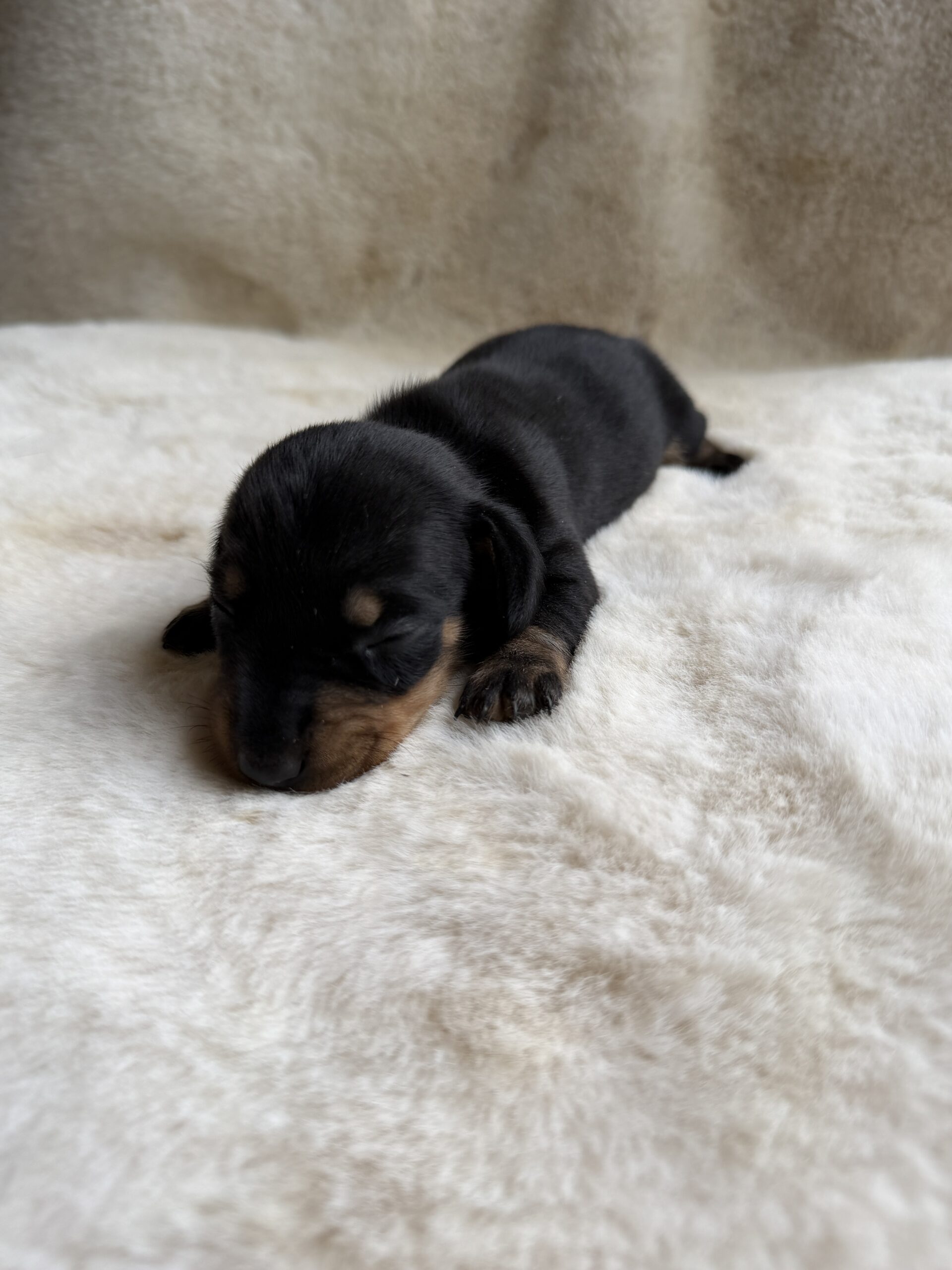 Elevage Deep Blue Eyes - Toulouse - Chiot Berger Américain Miniature Teckel