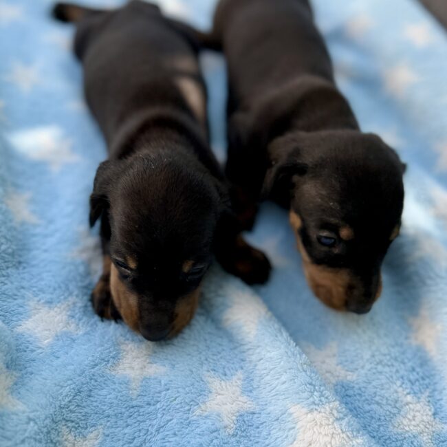 Chiot teckel nain Noir — élevage Deep Blue Eyes près de Toulouse