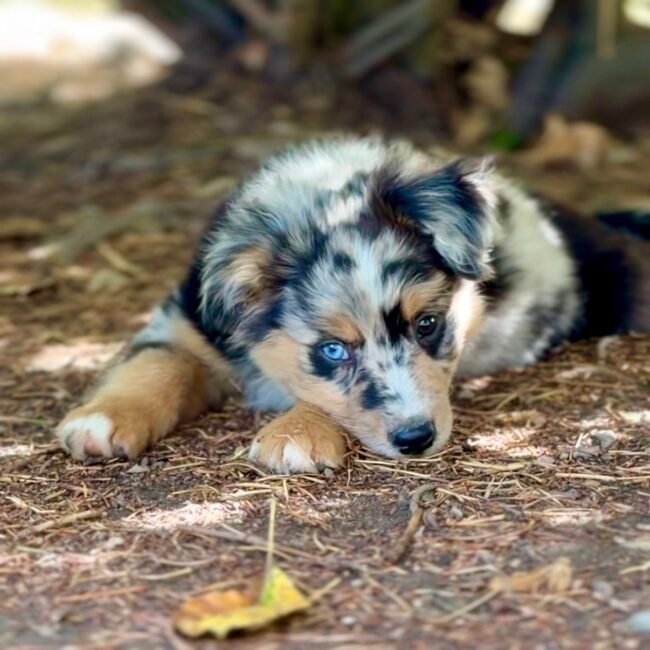 Chiot BAM Mâle Bleu Merle Berger Americian Miniature