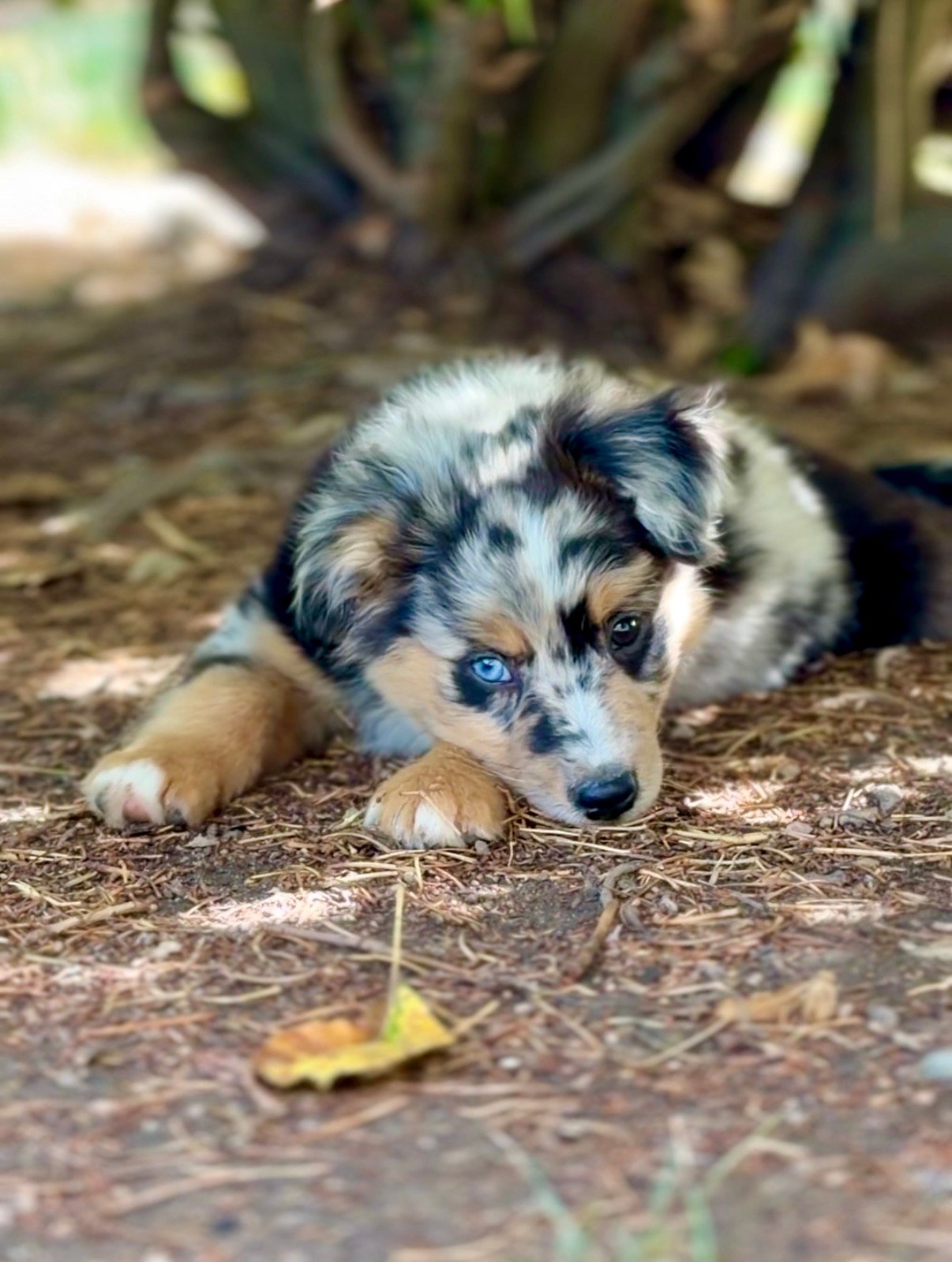 Chiot BAM Mâle Bleu Merle Berger Americian Miniature