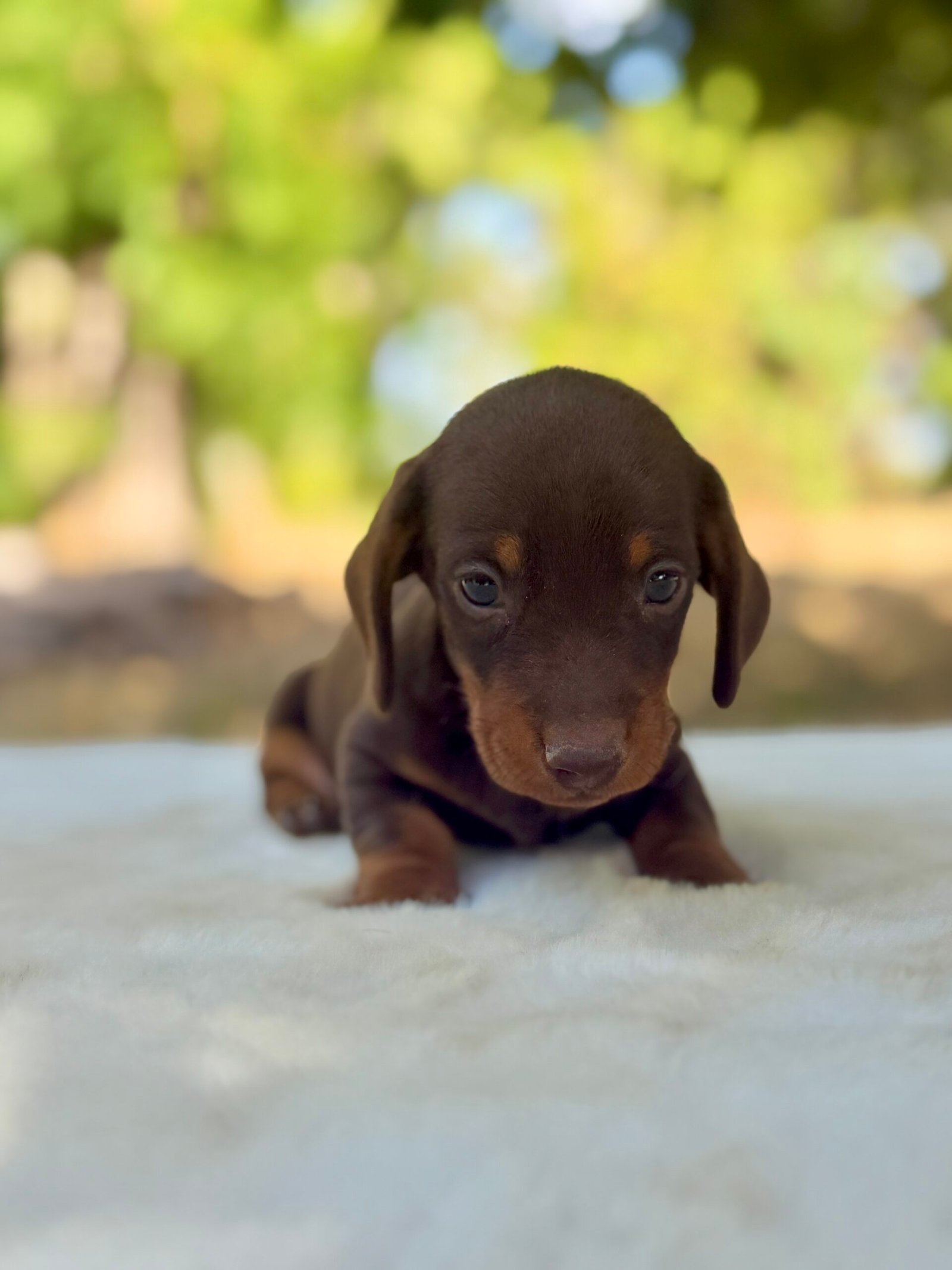 Chiot teckel nain Chocolat élevage Deep Blue Eyes près de Toulouse