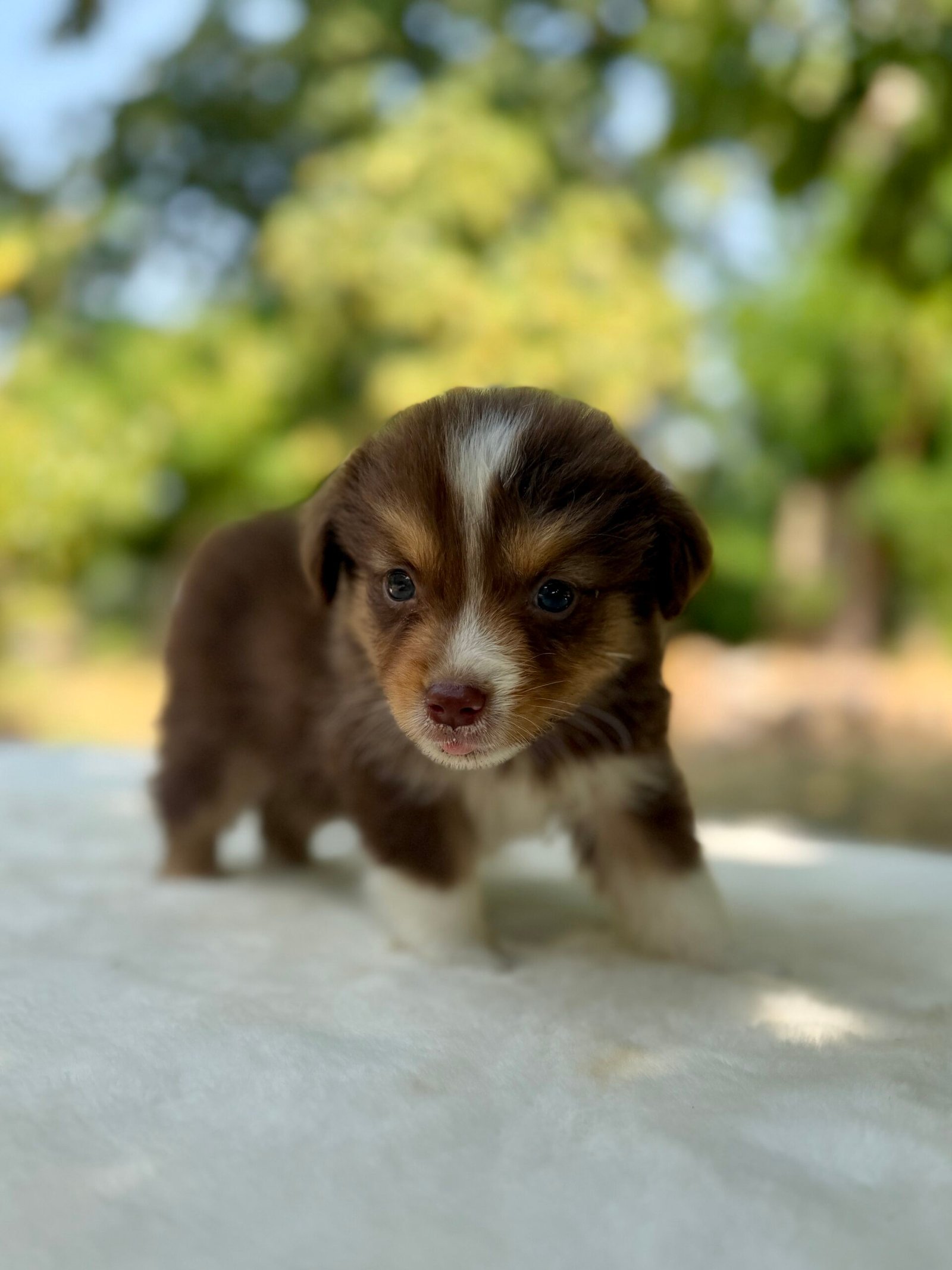 Chiot Berger Américain Miniature rouge tricolore